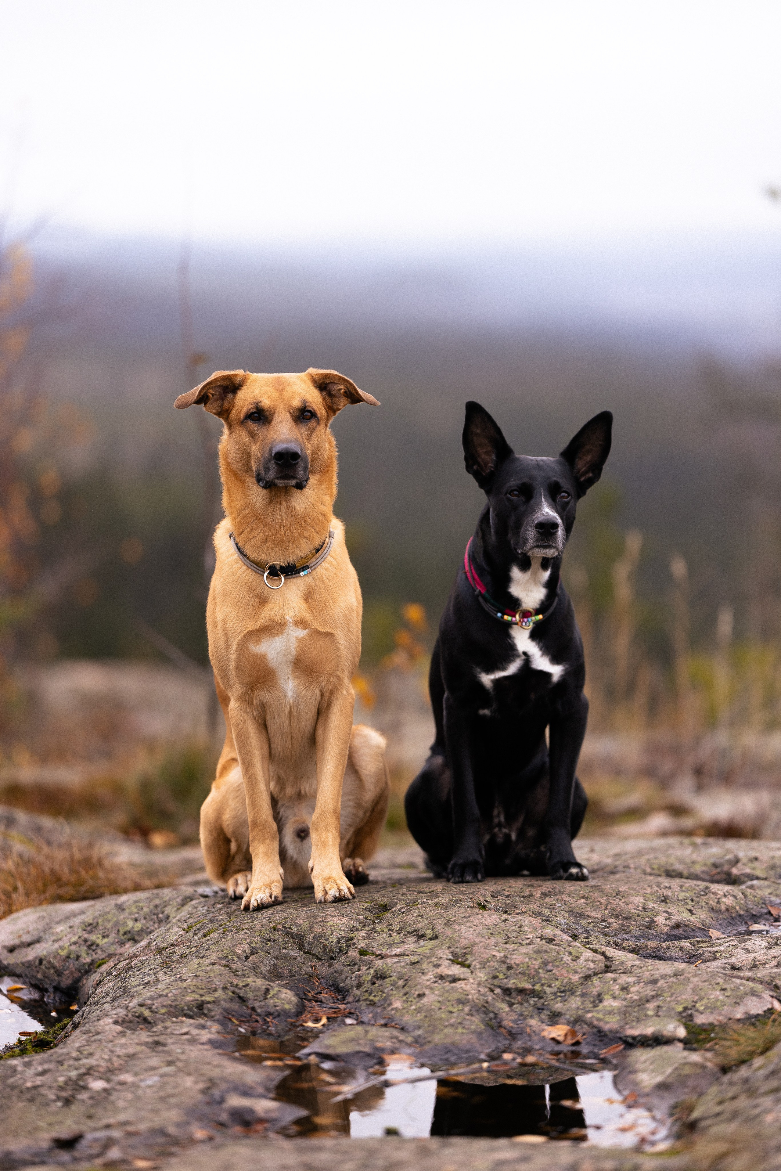 Karelia. Фотограф и видеограф анималист Аганина Дарья