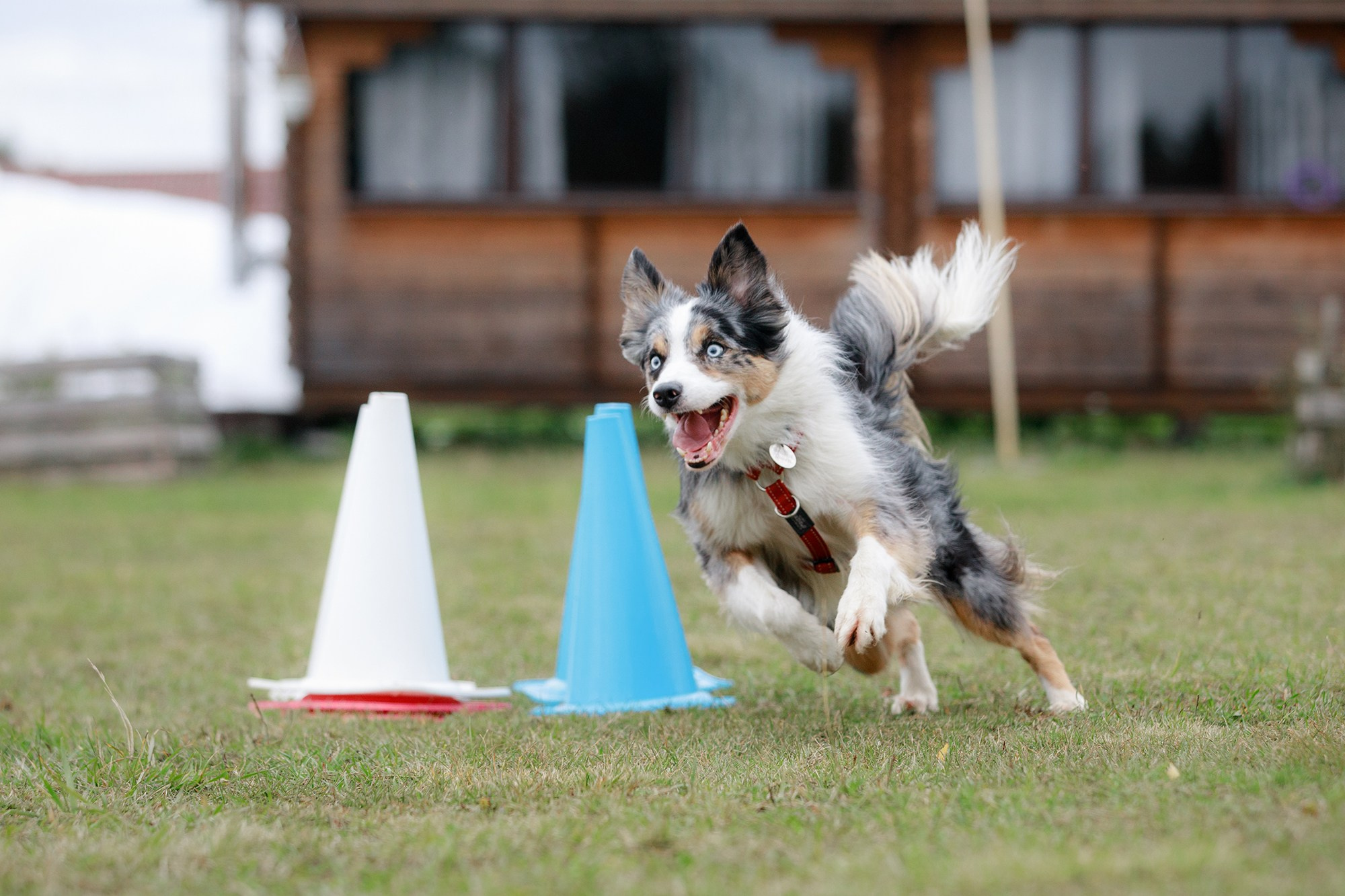 Лагерь по ОБД с Инной Баженовой. Фотограф-анималист Mary Mart — Москва, Питер