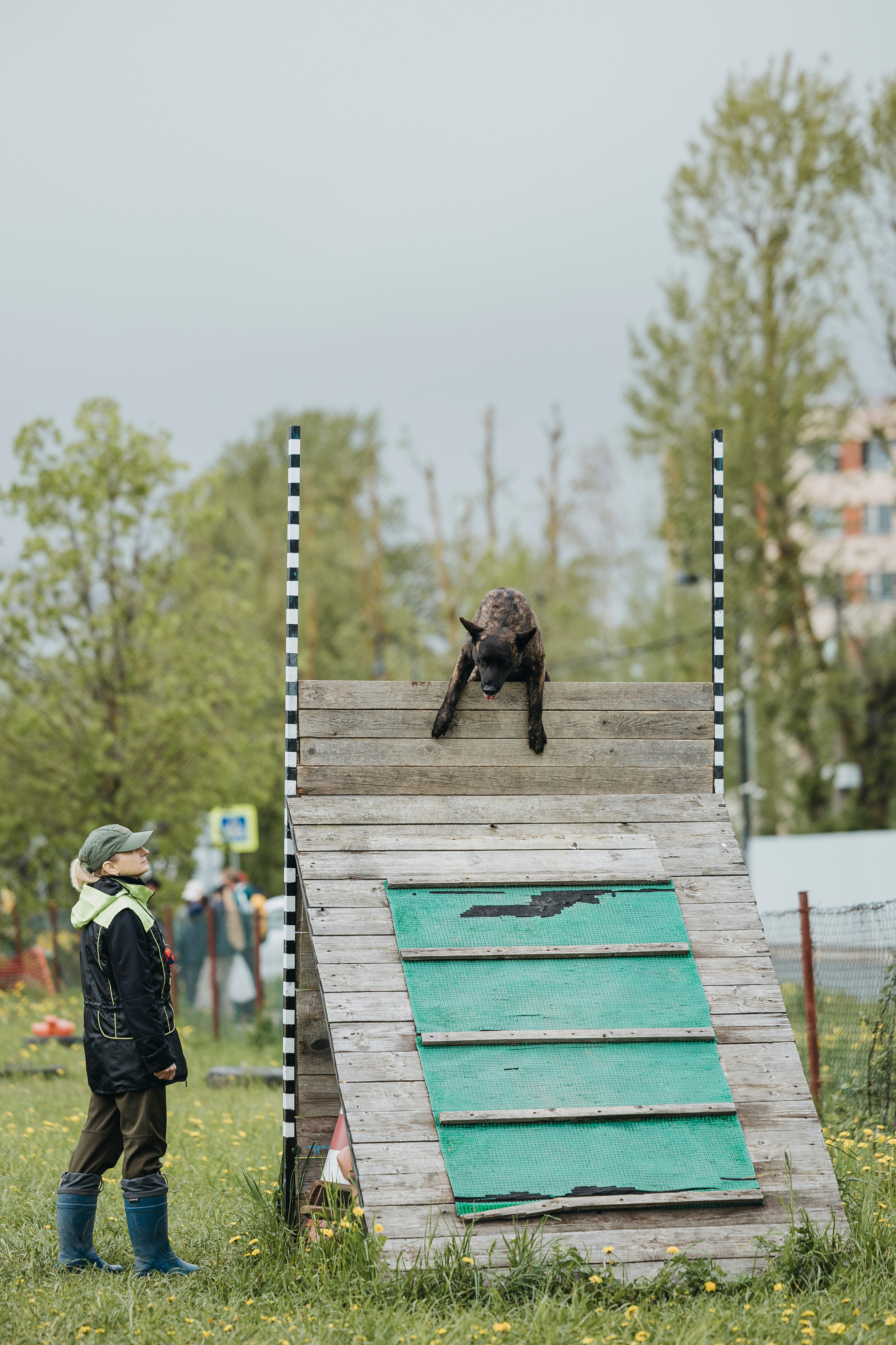 26.05.25 г. Пушкин квалификационные соревнования. Фотограф-анималист Анна Маринич