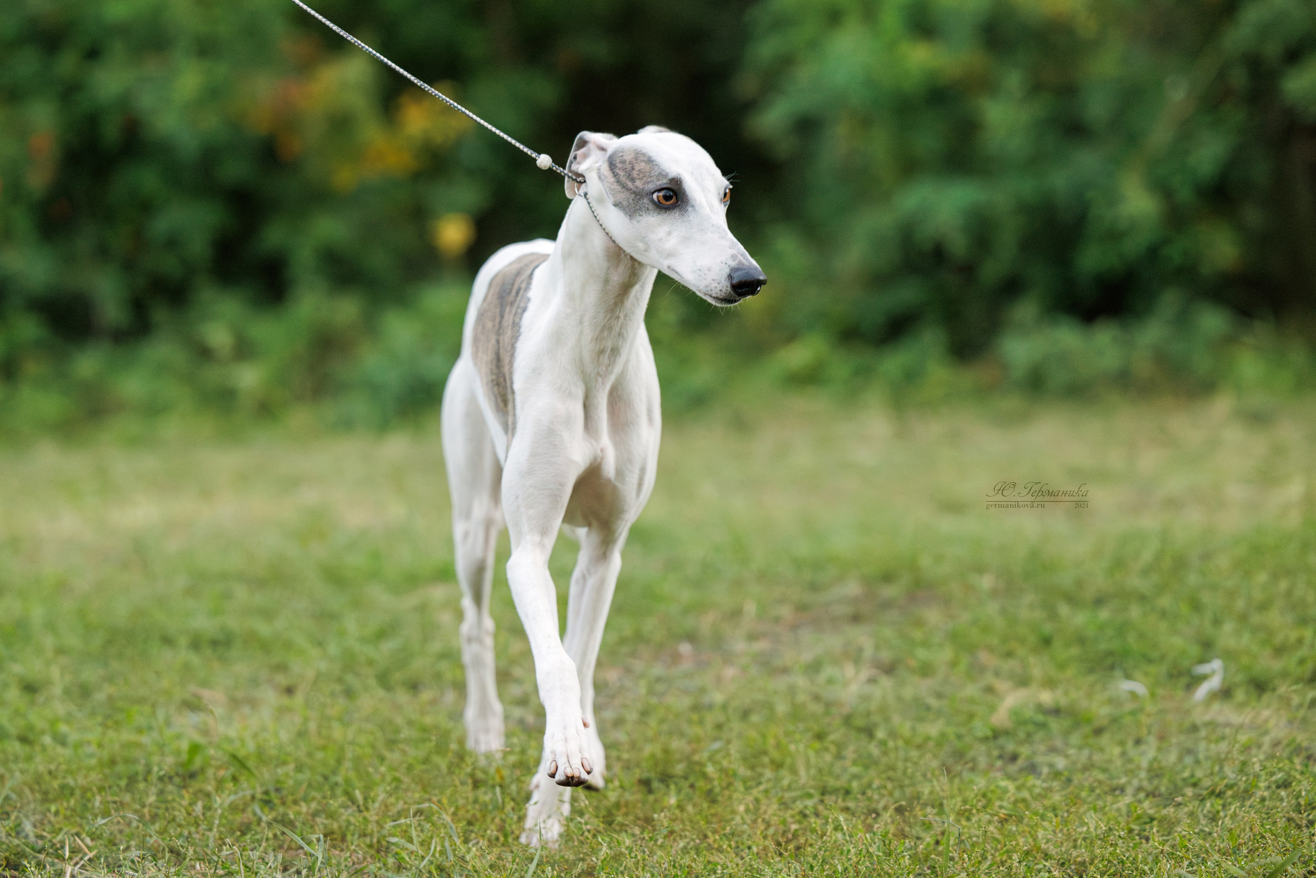 Астана 2хCACIB 17-18.08.2024. Фотограф-анималист Юлия Германика