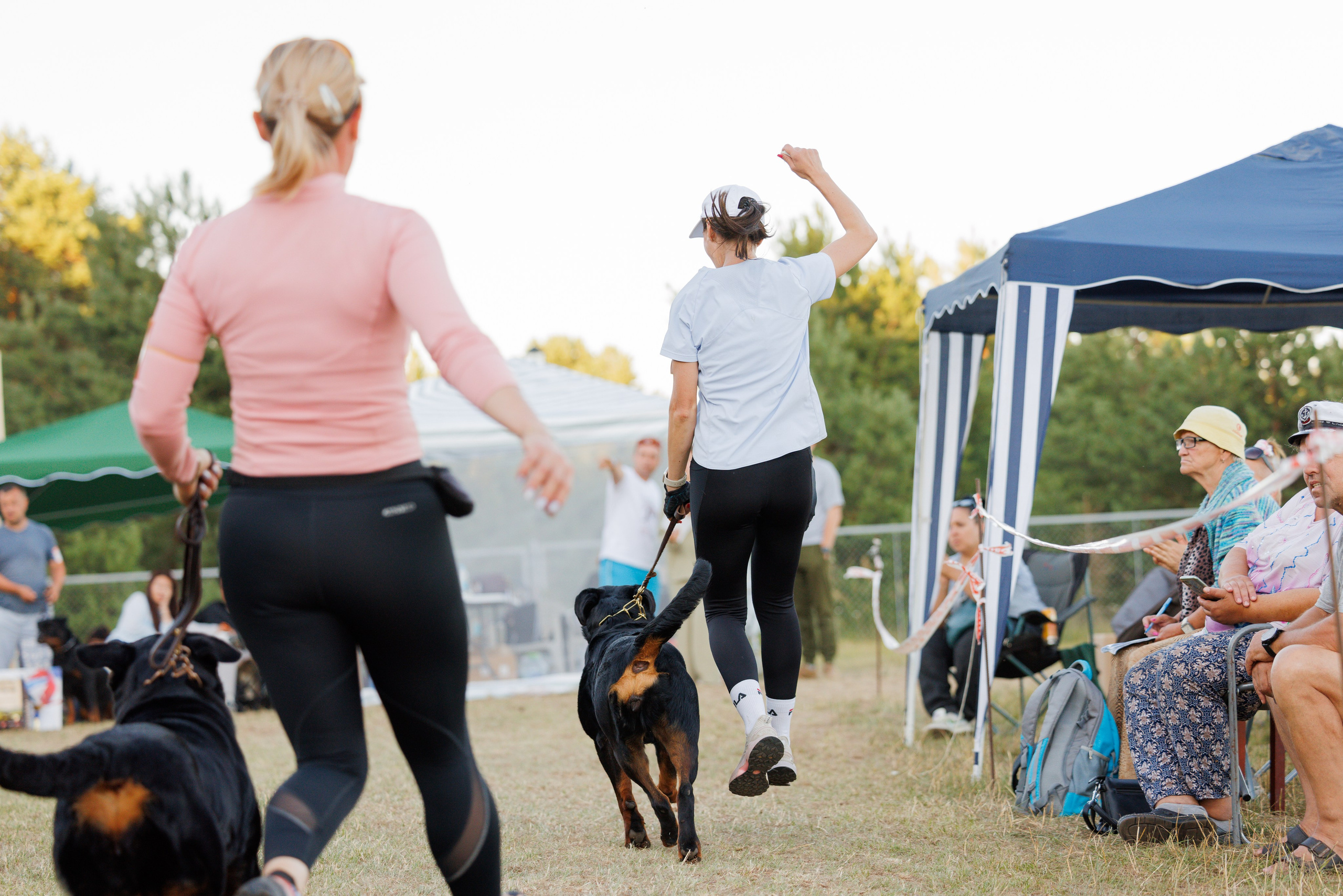 ПК и КЧК ротвейлеры Тверь 6-7.07.2024. Фотограф-анималист Юлия Германика
