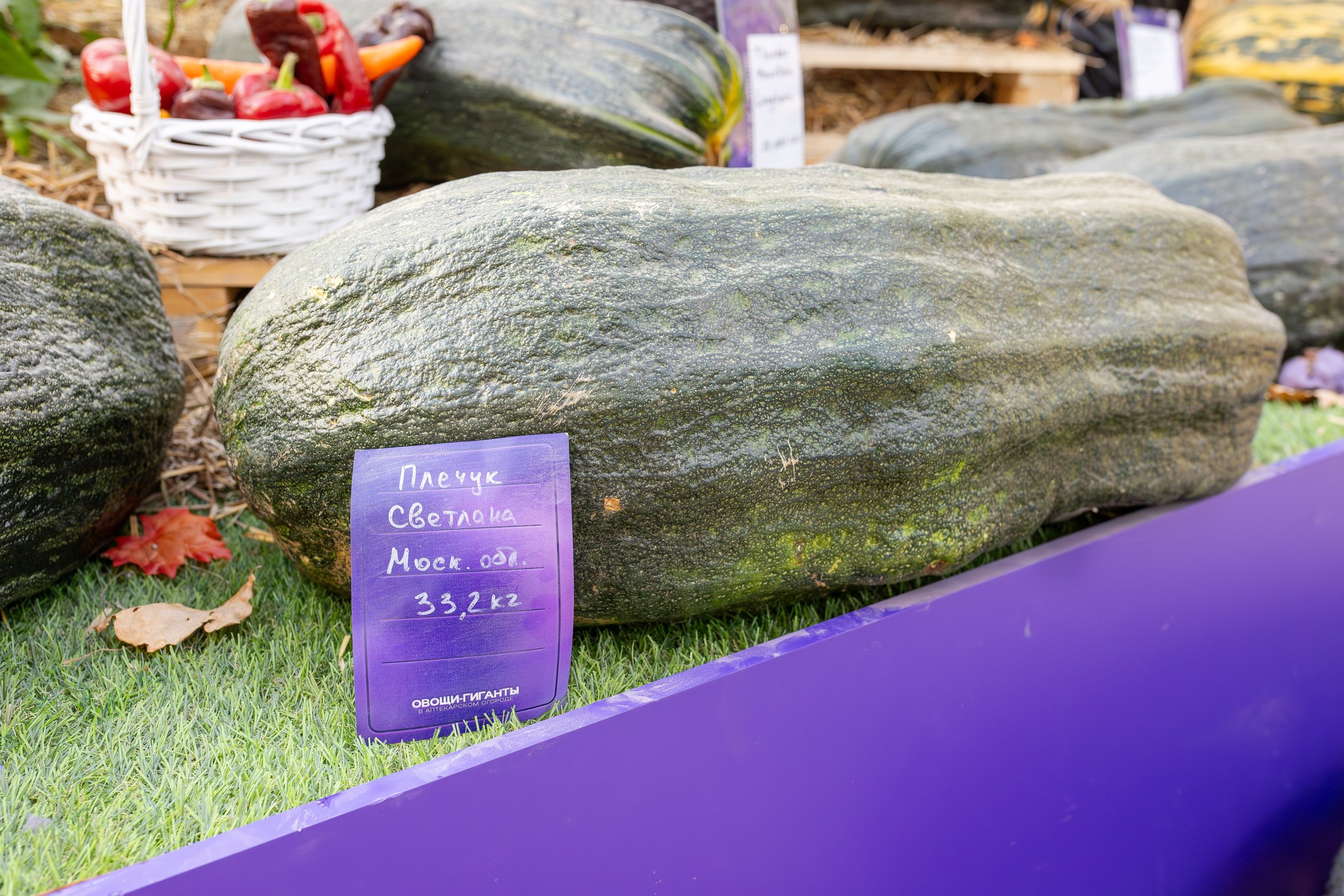Овощи-гиганты. Александра Куликова фотограф, Москва