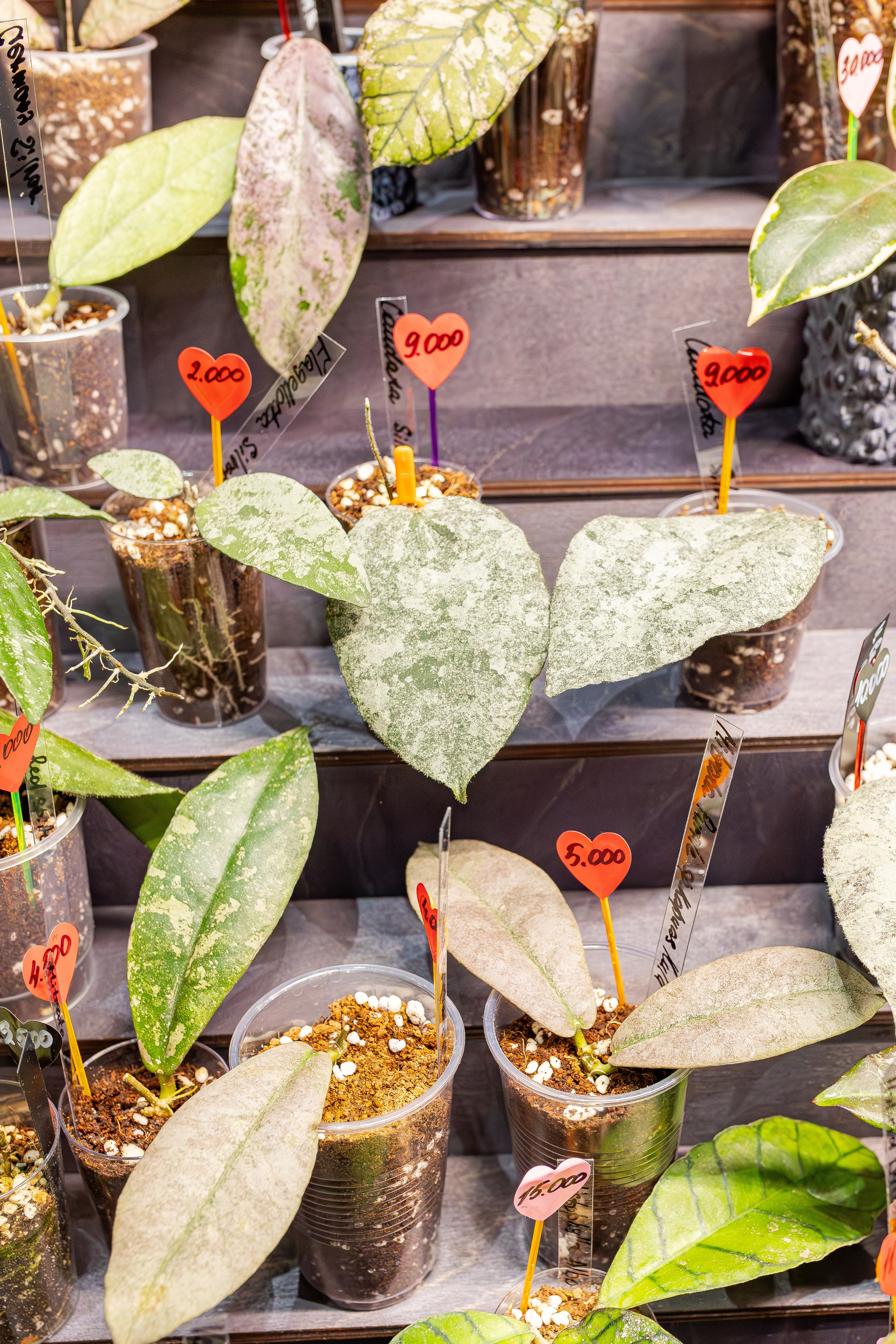 Монстериум апрель 2026. Александра Куликова фотограф, Москва