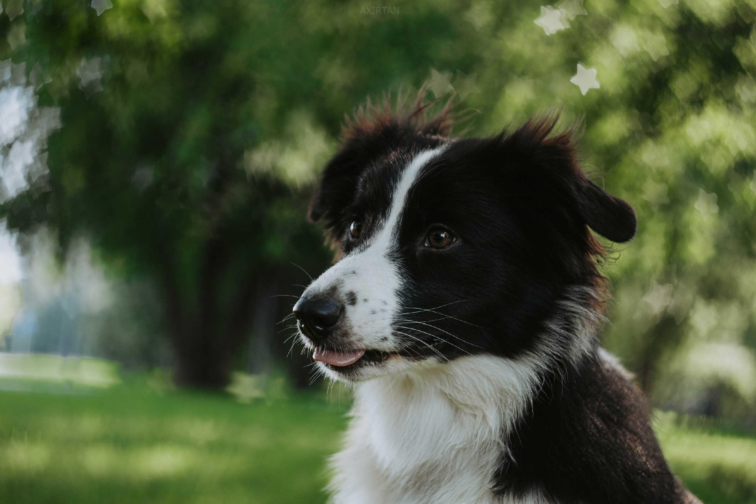 Кубрау. BLGKV питомник собак