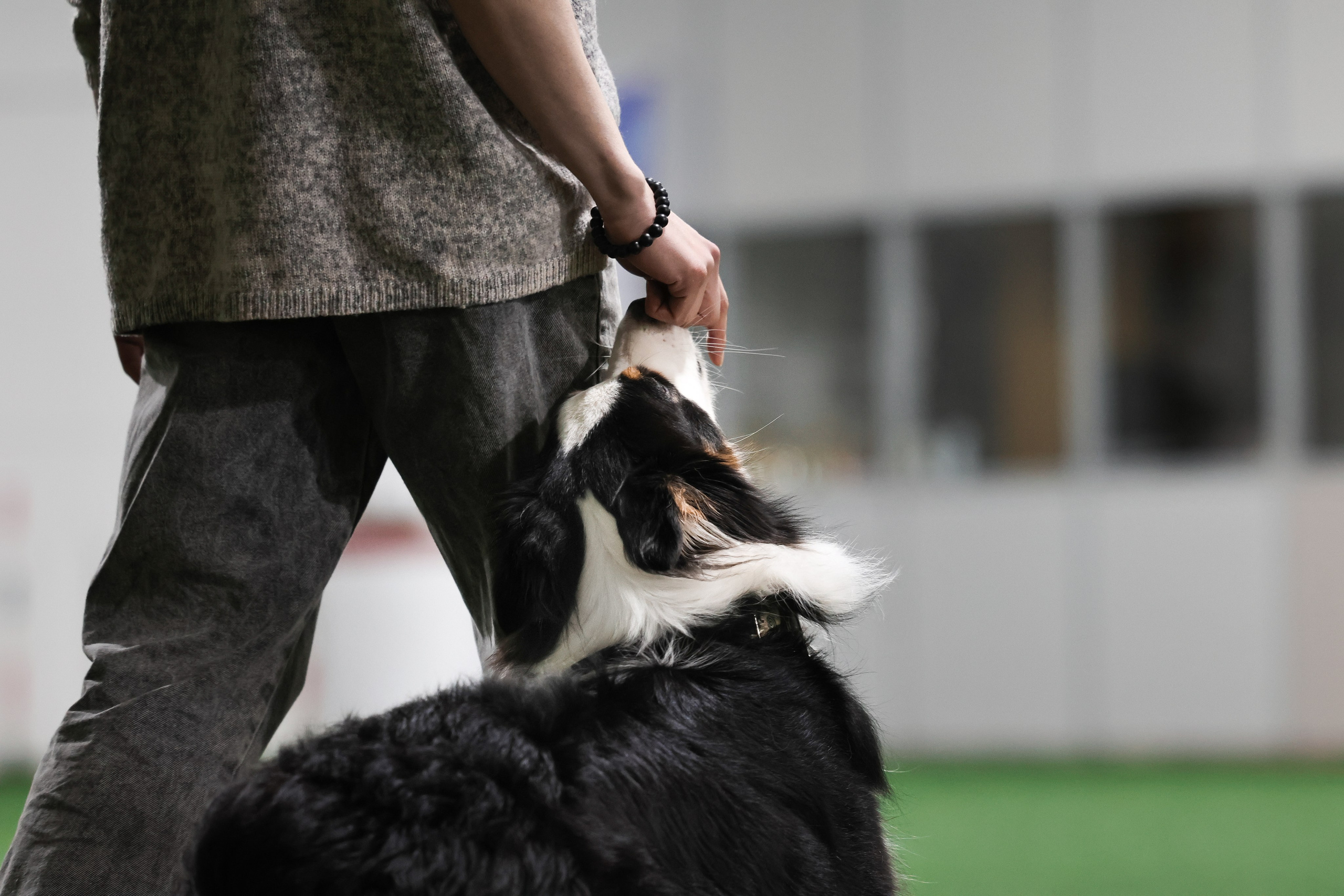 Рави. BLGKV питомник собак