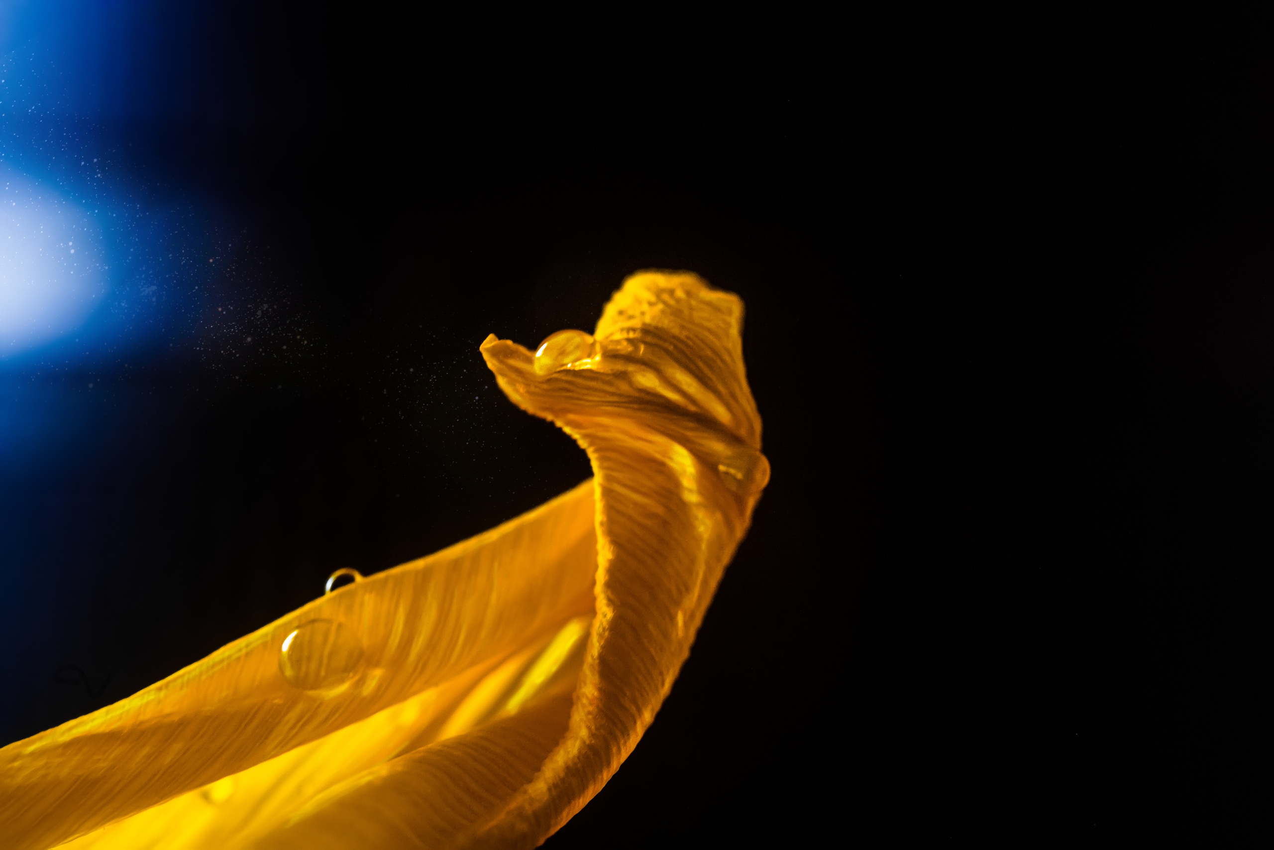 Макро мир фотограф Бокова Галина. Фотограф в Краснодаре и Бишкеке Галина Бокова