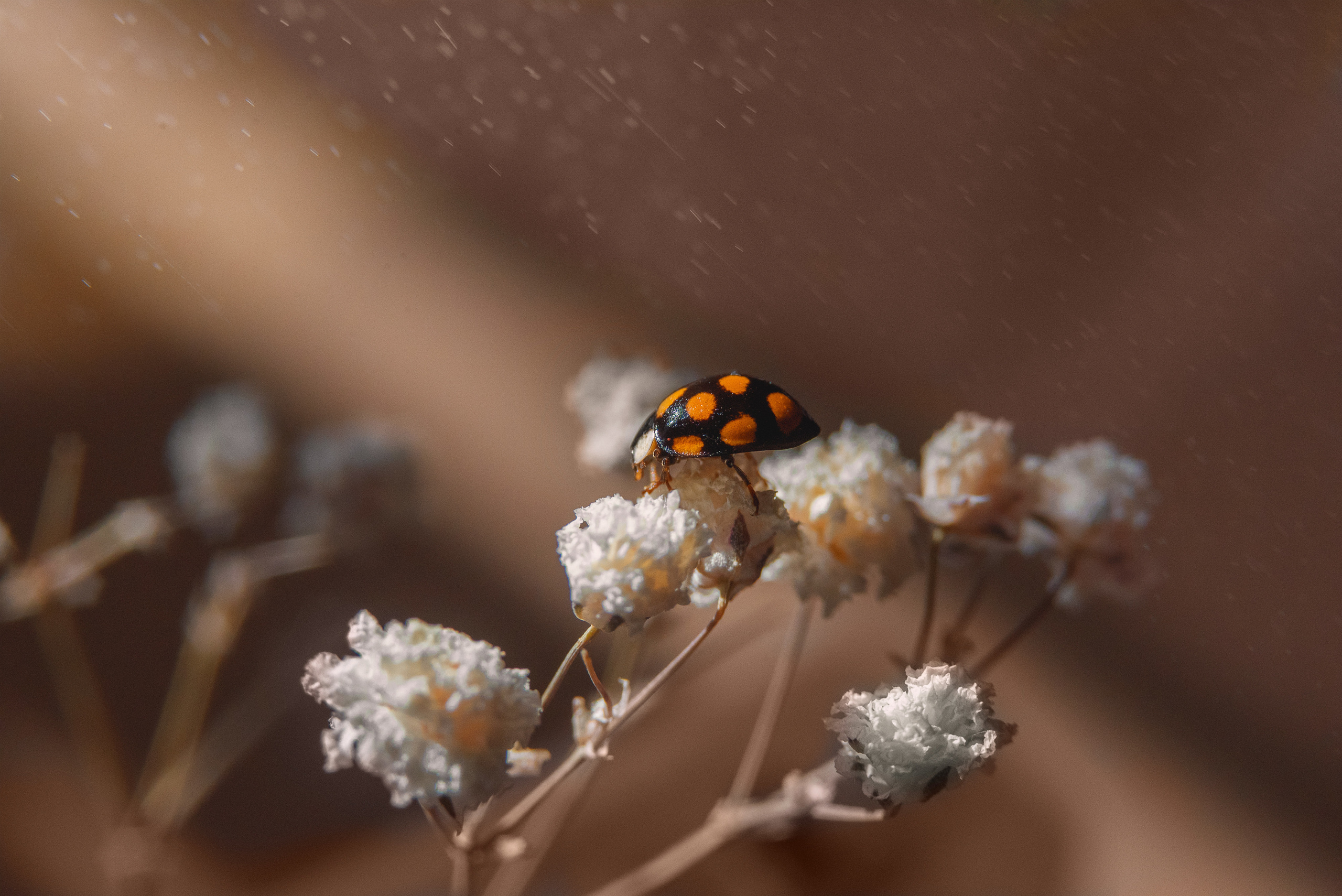 Акварели Гелиоса. Фотограф в Краснодаре и Бишкеке Галина Бокова