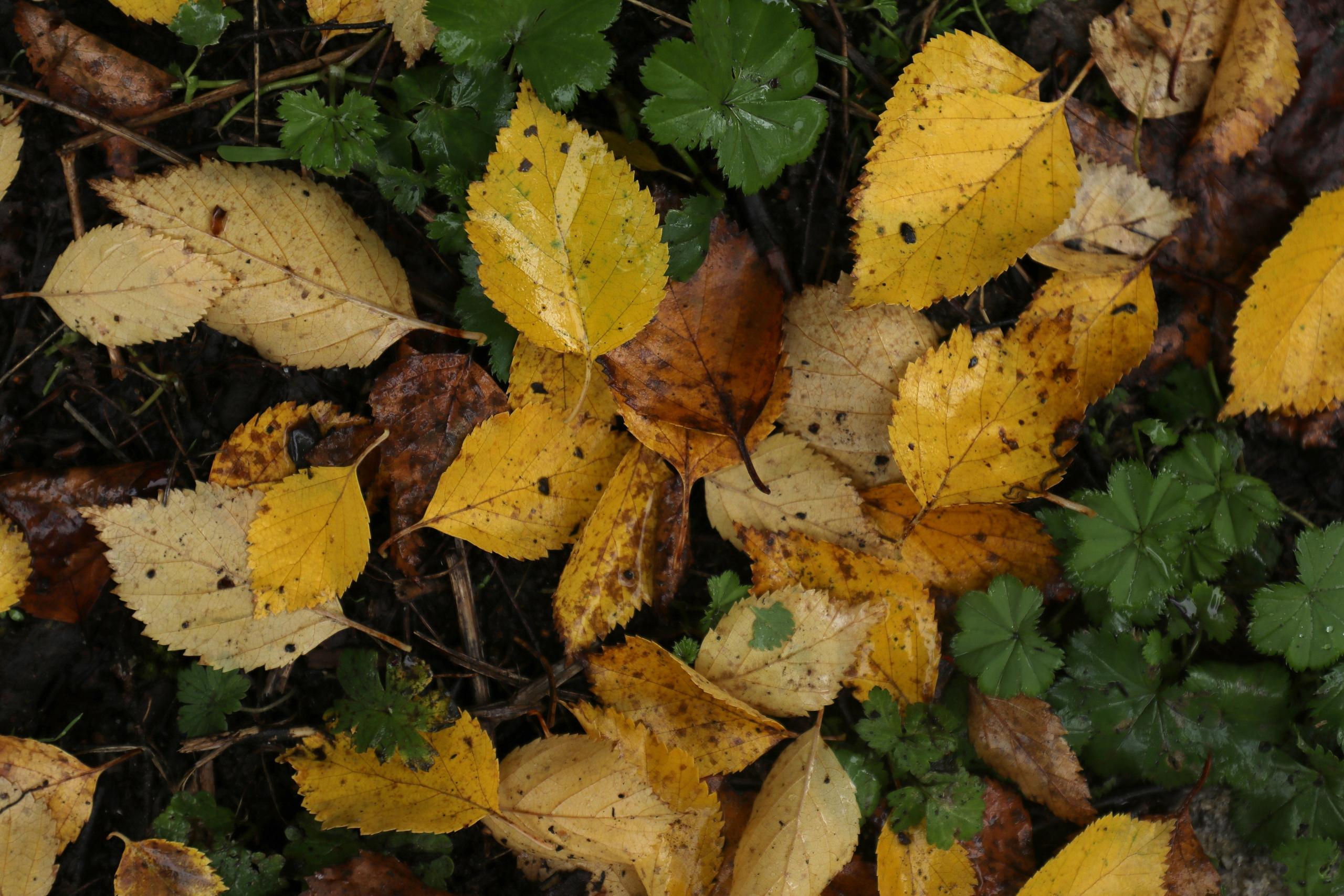 Приэльбрусье. Сентябрь 2024. Путешественник-фотограф из Санкт-Петербурга Татьяна Свистулина