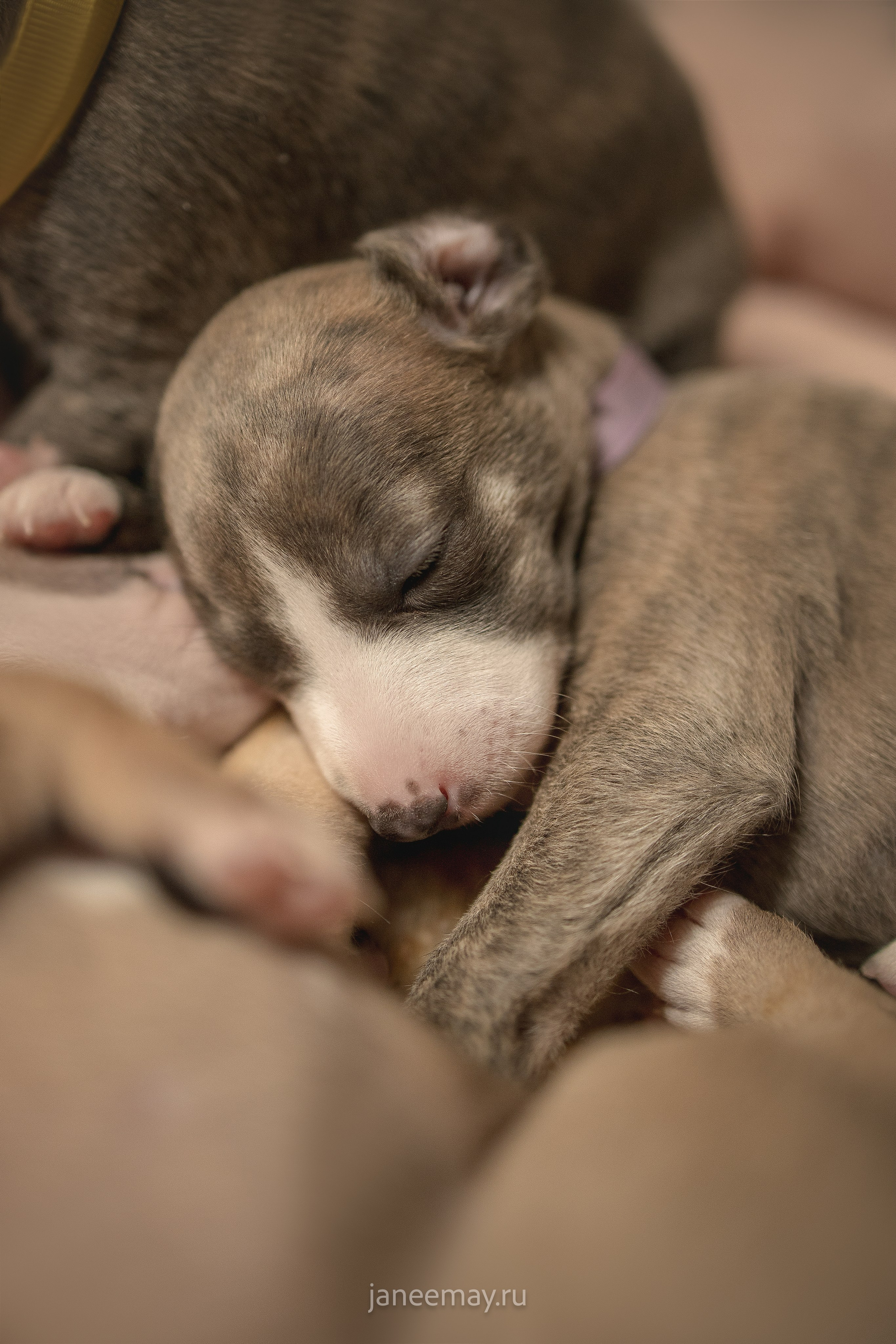 Малыши уиппеты Великбековых. Фотограф анималист в Москве Майорова Евгения