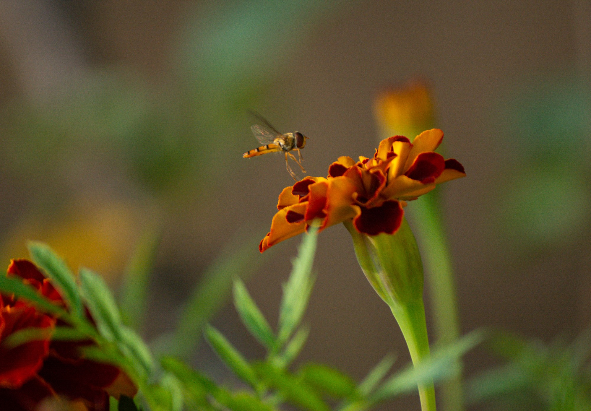 Разное. Репортажный фотограф г. Чита