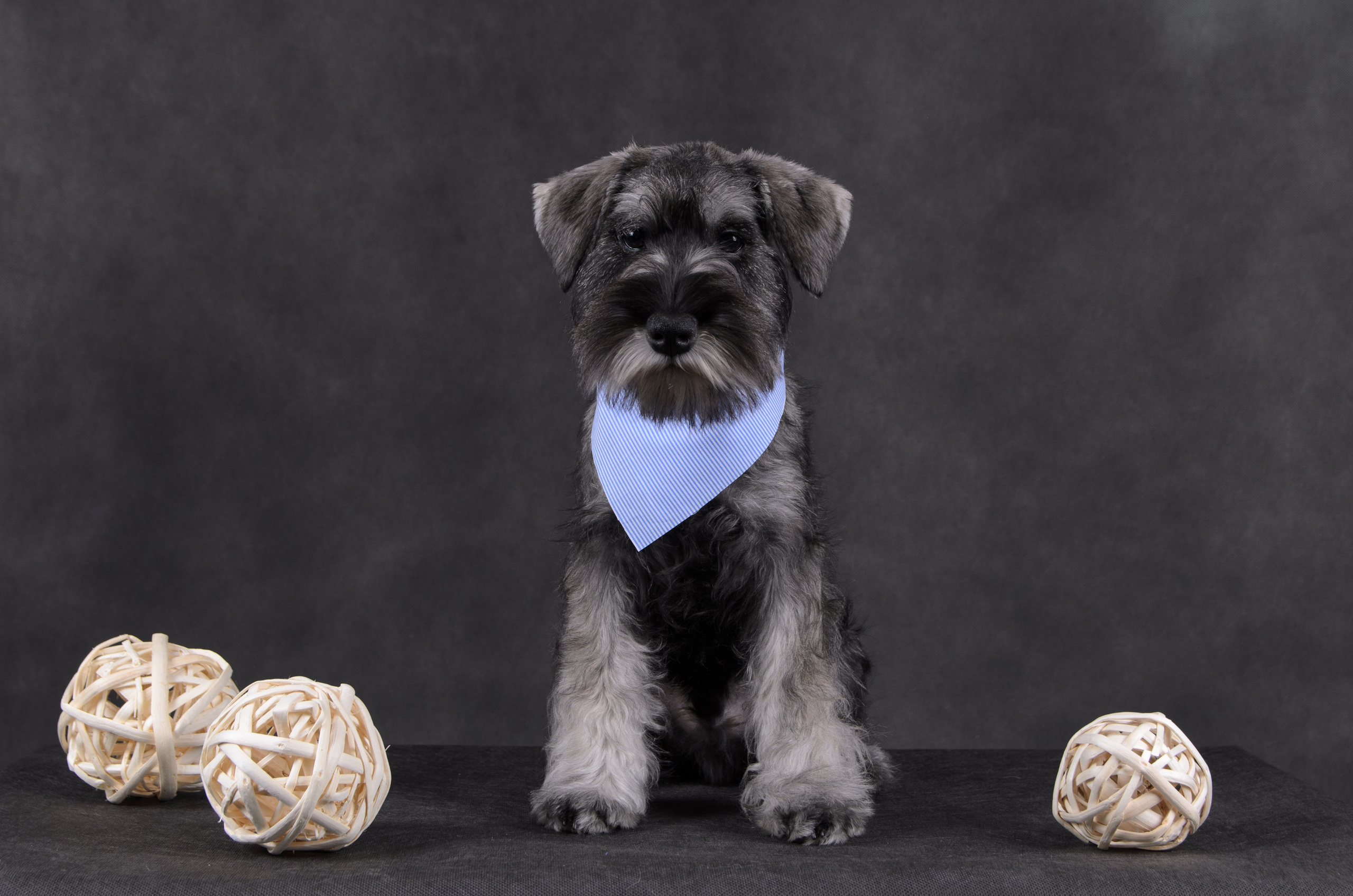 Щенки в домашней студии. Фотограф анималист в Казани Алина Сулейманова. Фотограф животных
