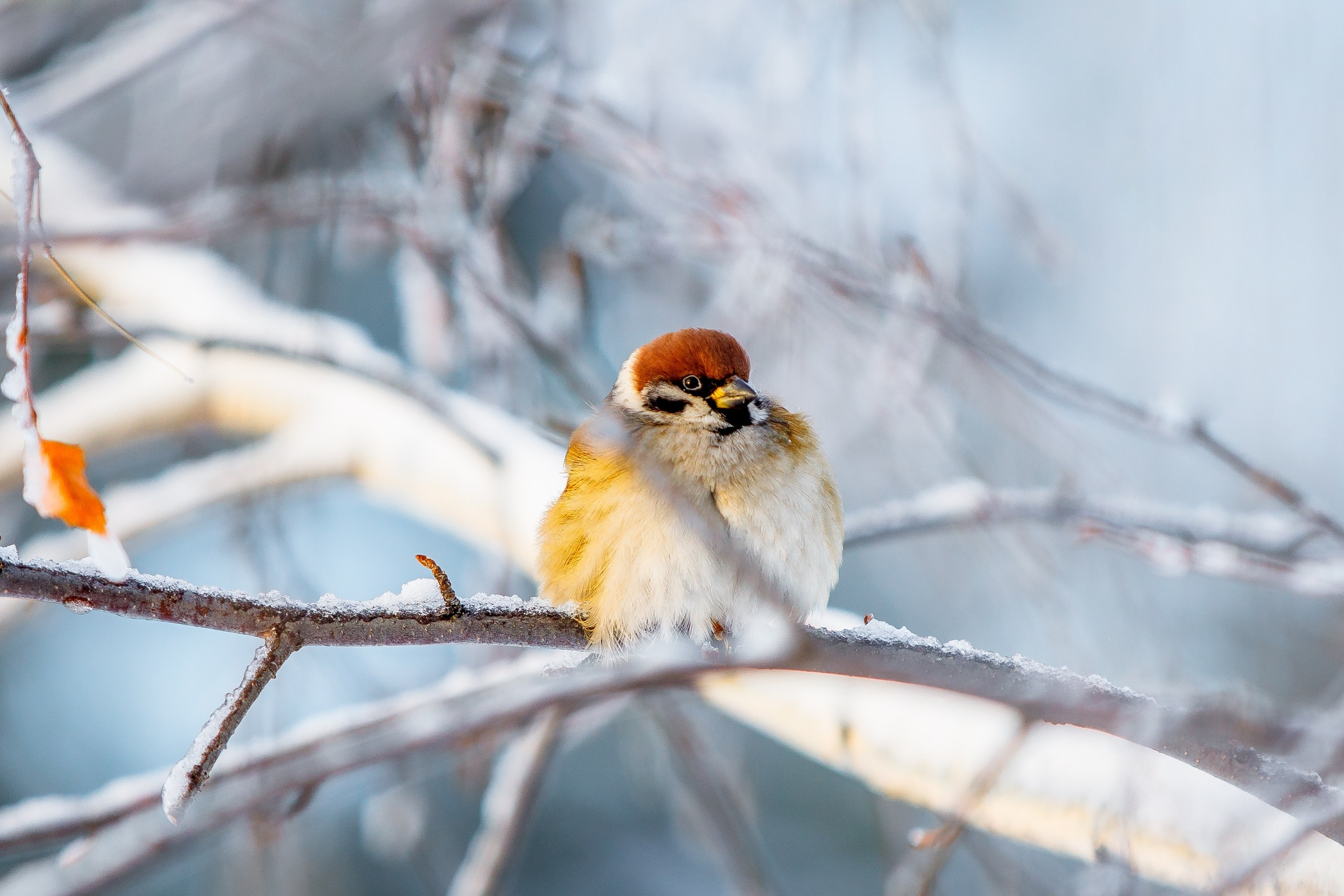 Фотограф в Нижнекамске