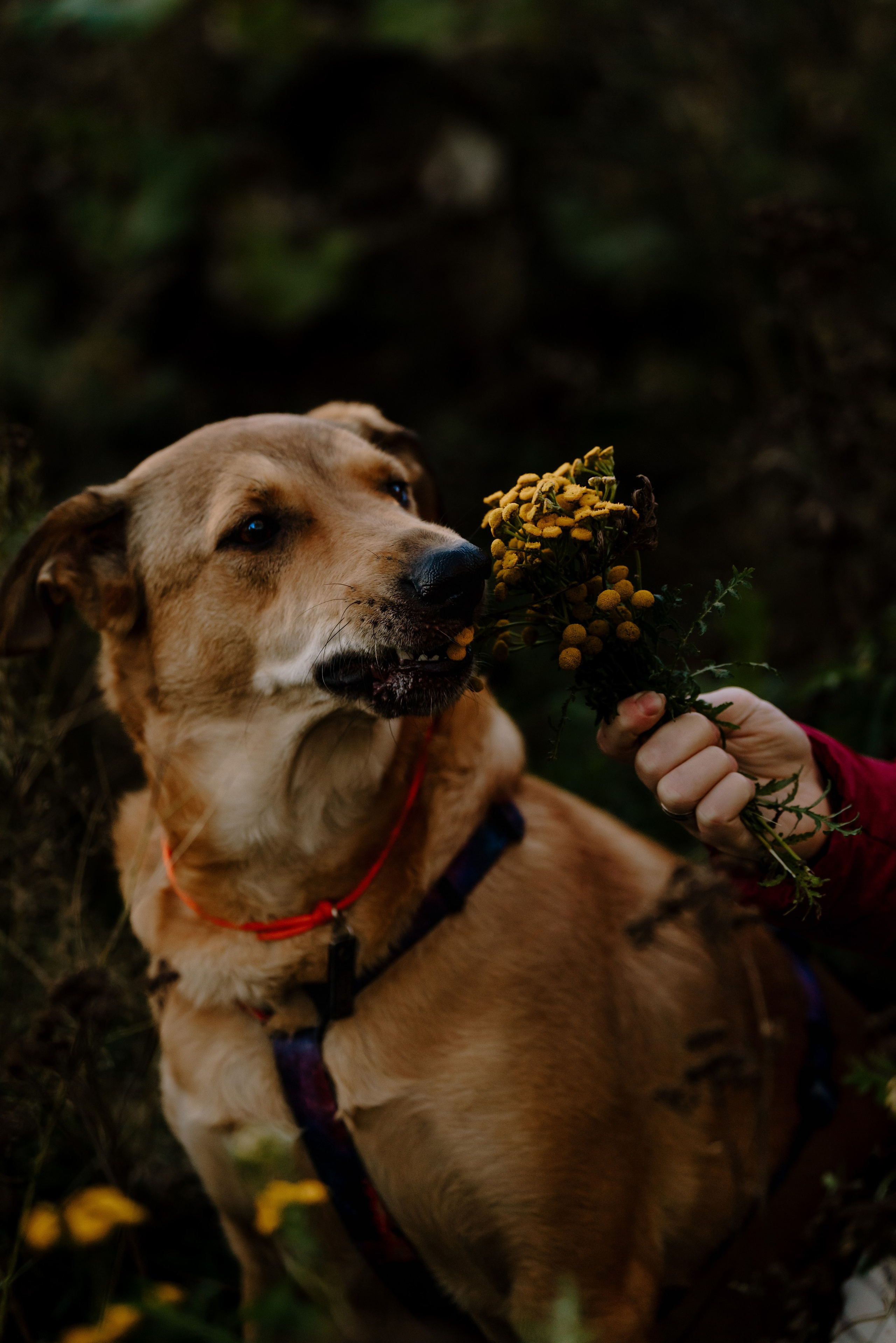 Семейная фотосессия с двумя собаками на закате. Фотограф анималист в Спб недорого Олеся Майорова