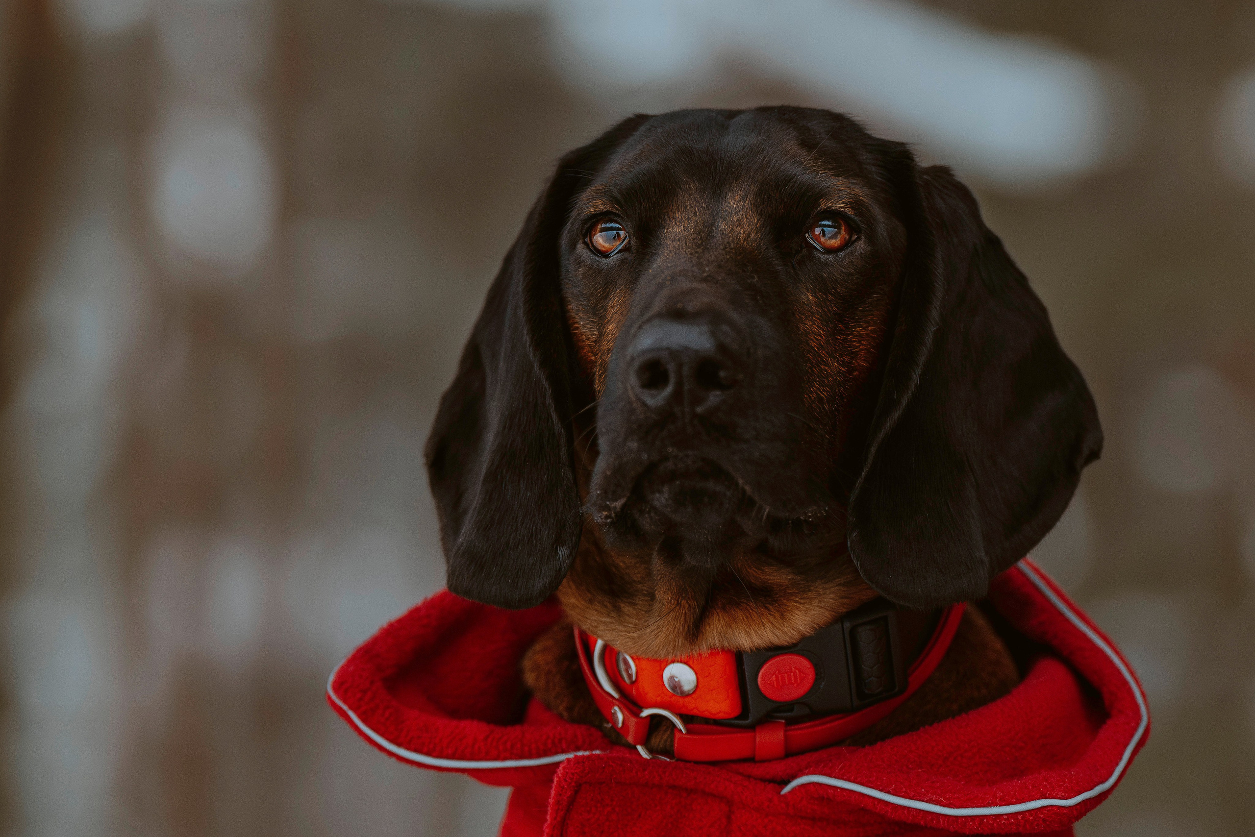 Ольга, Рора и Румпель. Фотограф анималист в Спб недорого Олеся Майорова