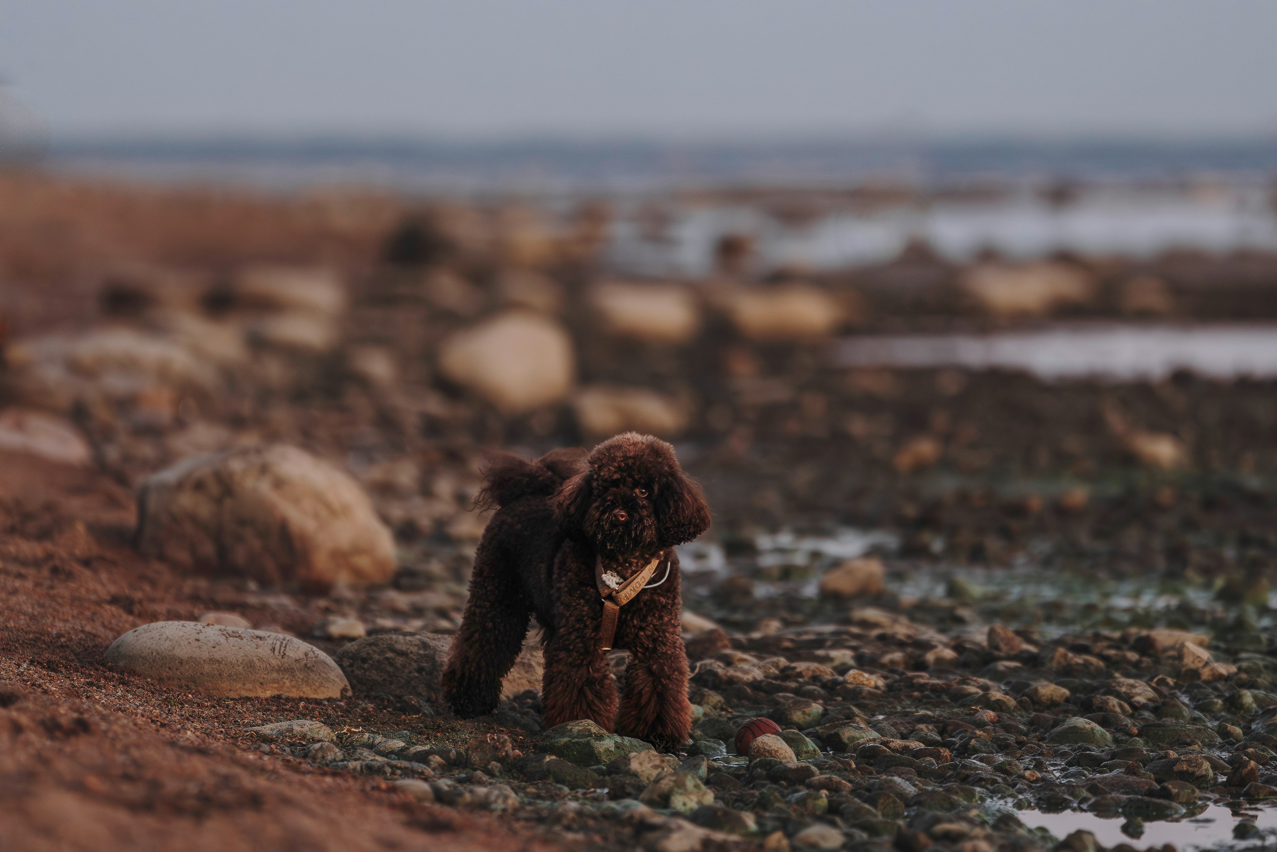 Фотосессия девушки с пуделем на пляже на закате. Фотограф анималист в Спб недорого Олеся Майорова
