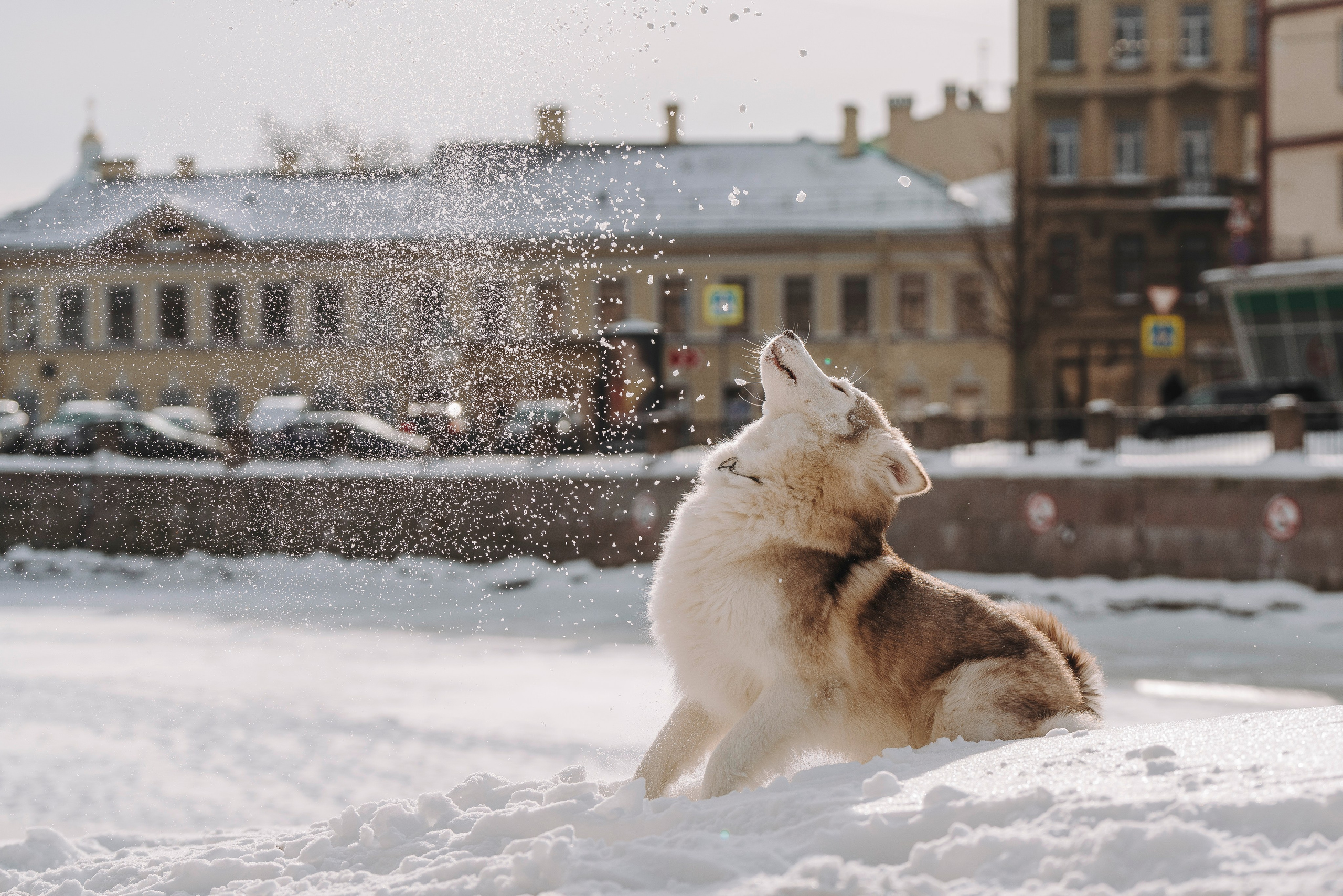 Мария и Амелия. Фотограф анималист в Спб недорого Олеся Майорова