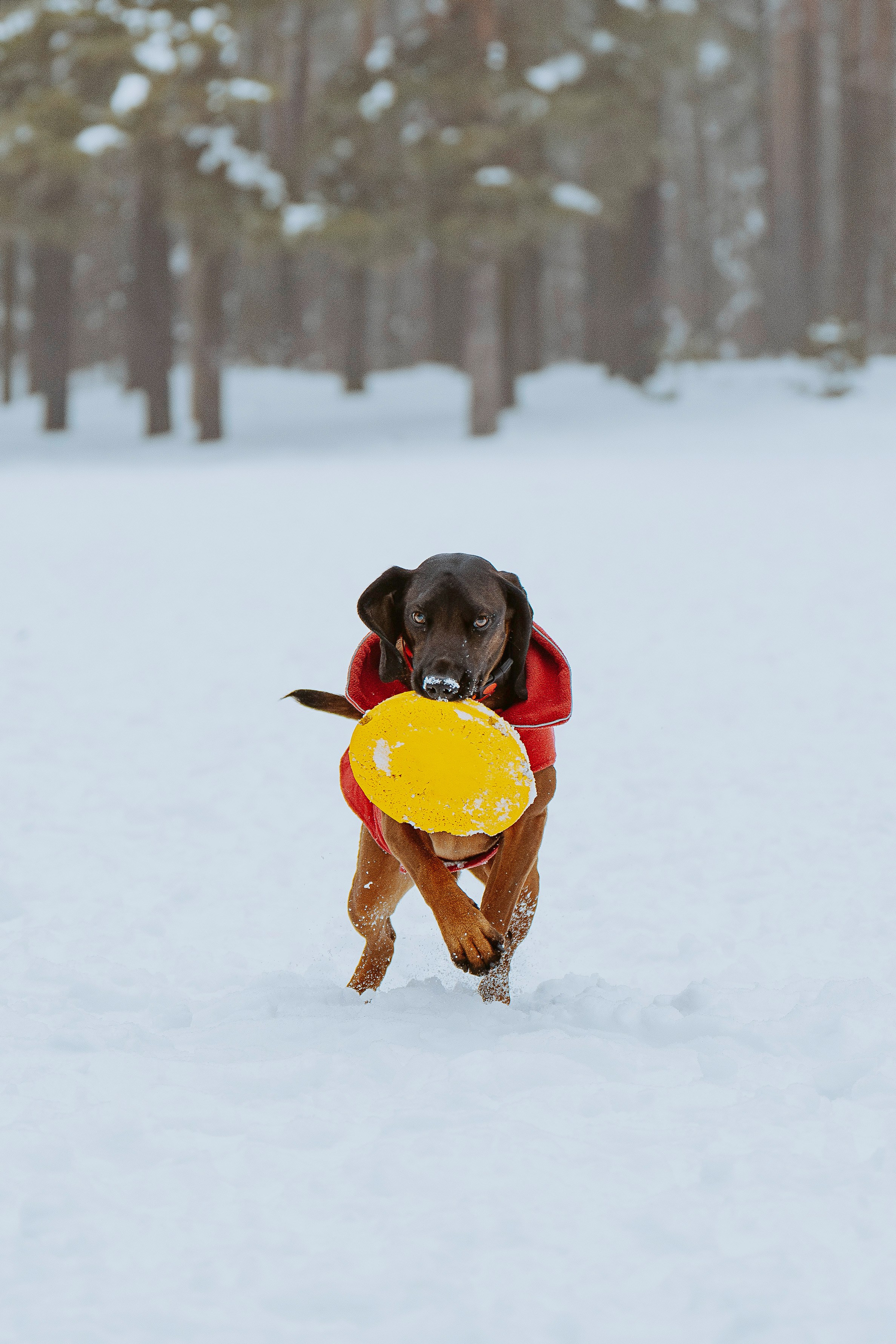 Ольга, Рора и Румпель. Фотограф анималист в Спб недорого Олеся Майорова