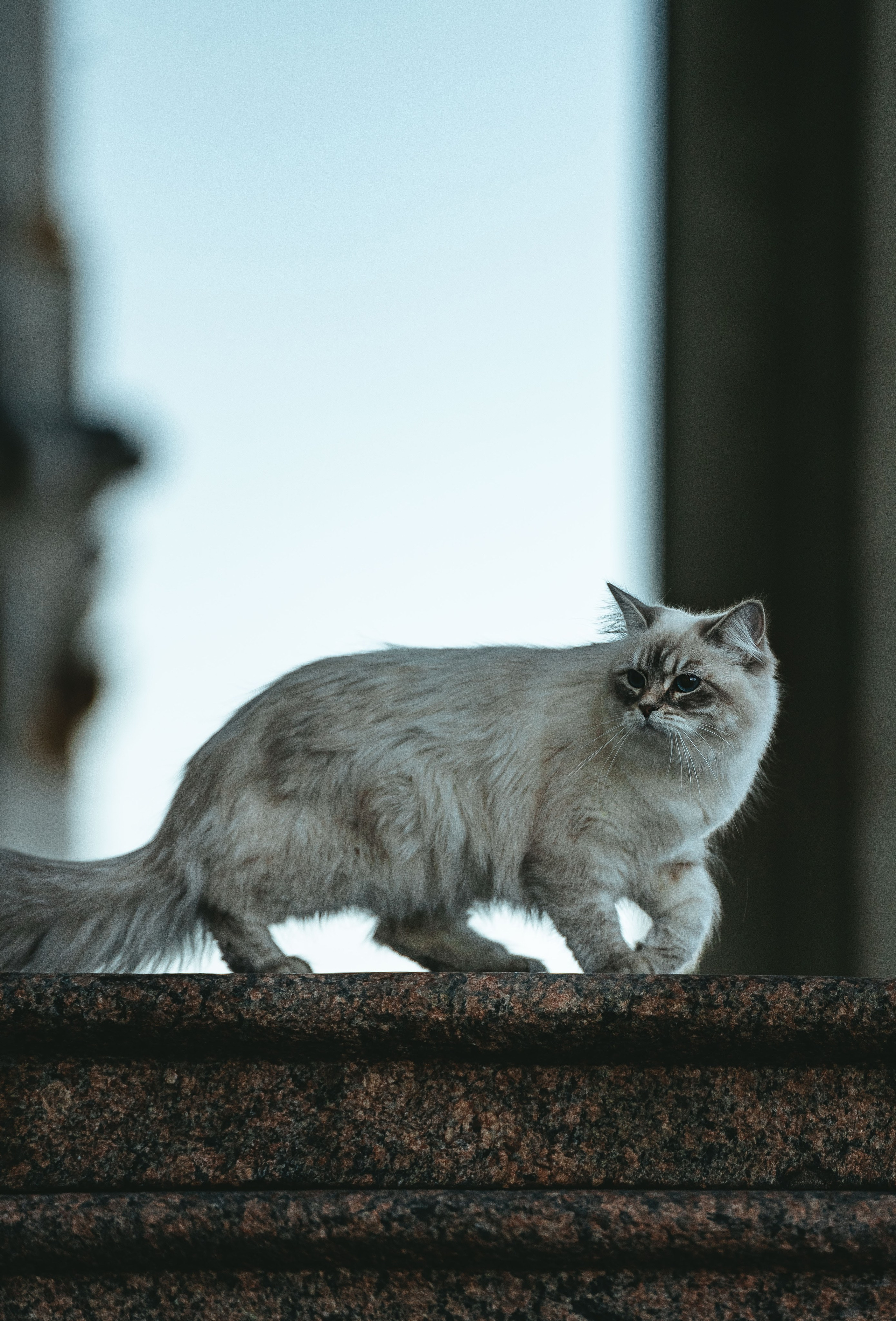 Сильвия, Полина и Никита. Фотограф анималист в Спб недорого Олеся Майорова