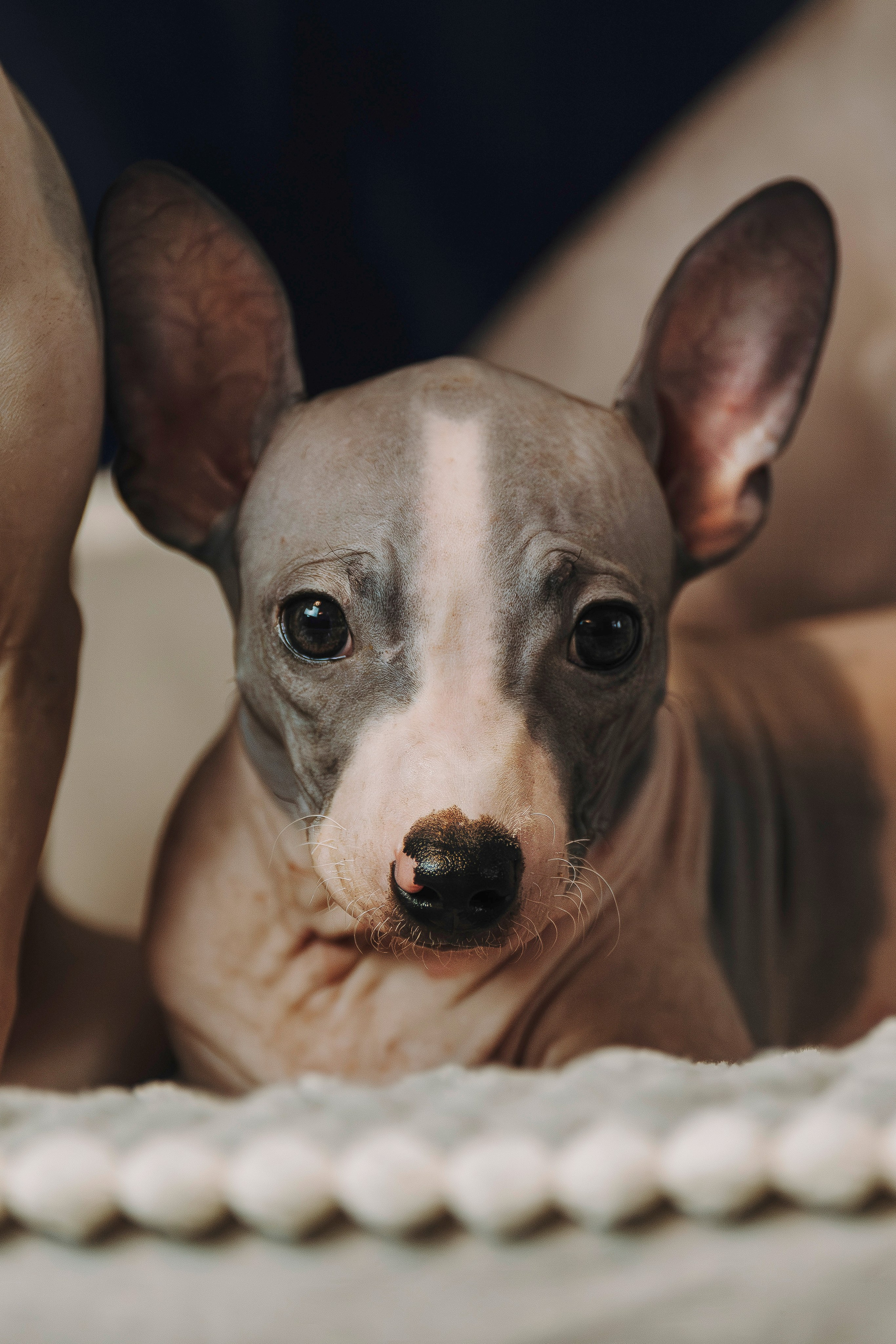 Малыши американского голого терьера. Фотограф анималист в Спб недорого Олеся Майорова