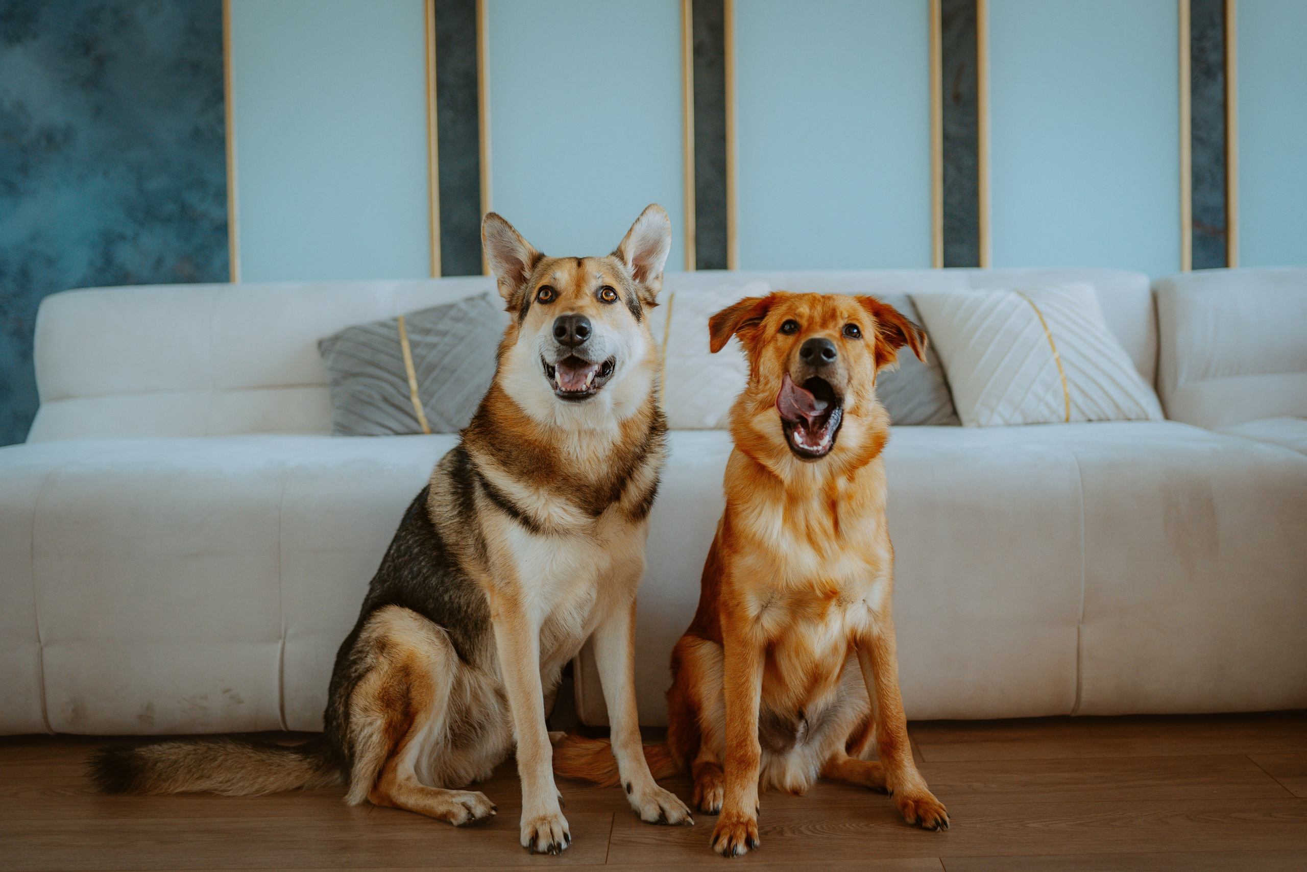 Рэй, Кузя, Ольга и Александр. Фотограф анималист в Спб недорого Олеся Майорова