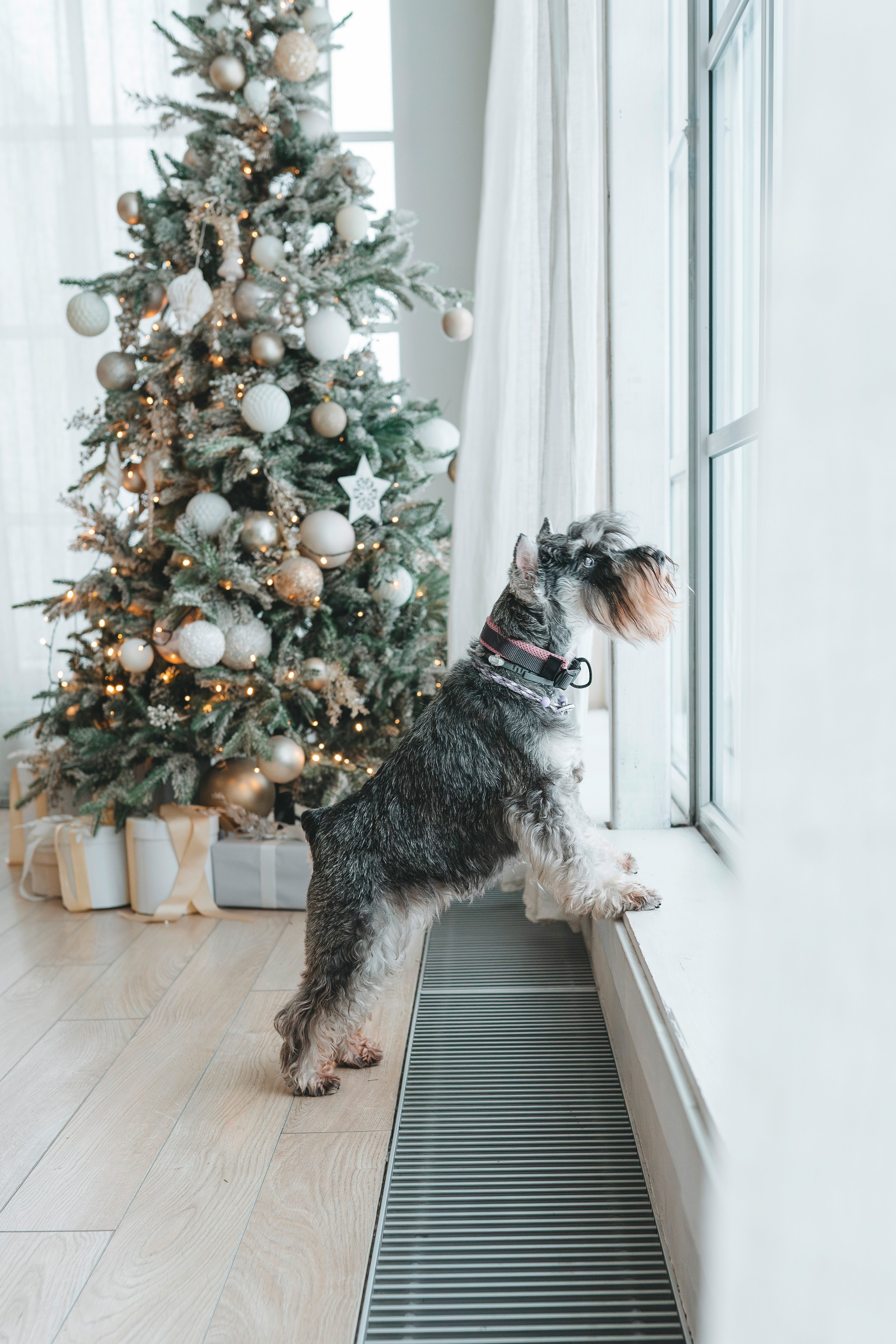 Ольга и Сатори. Фотограф анималист в Спб недорого Олеся Майорова