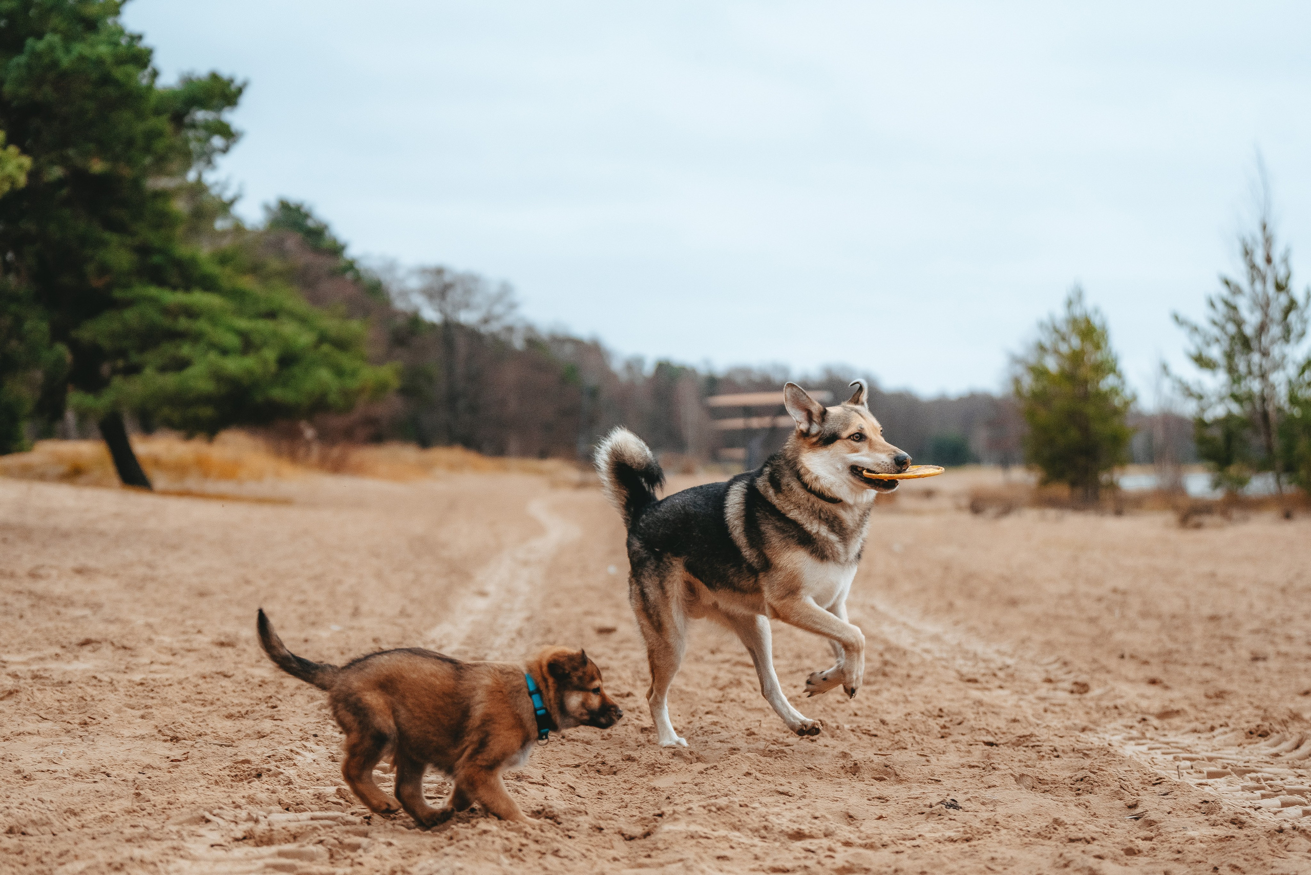 Малыш Кузя и его семья. Фотограф анималист в Спб недорого Олеся Майорова