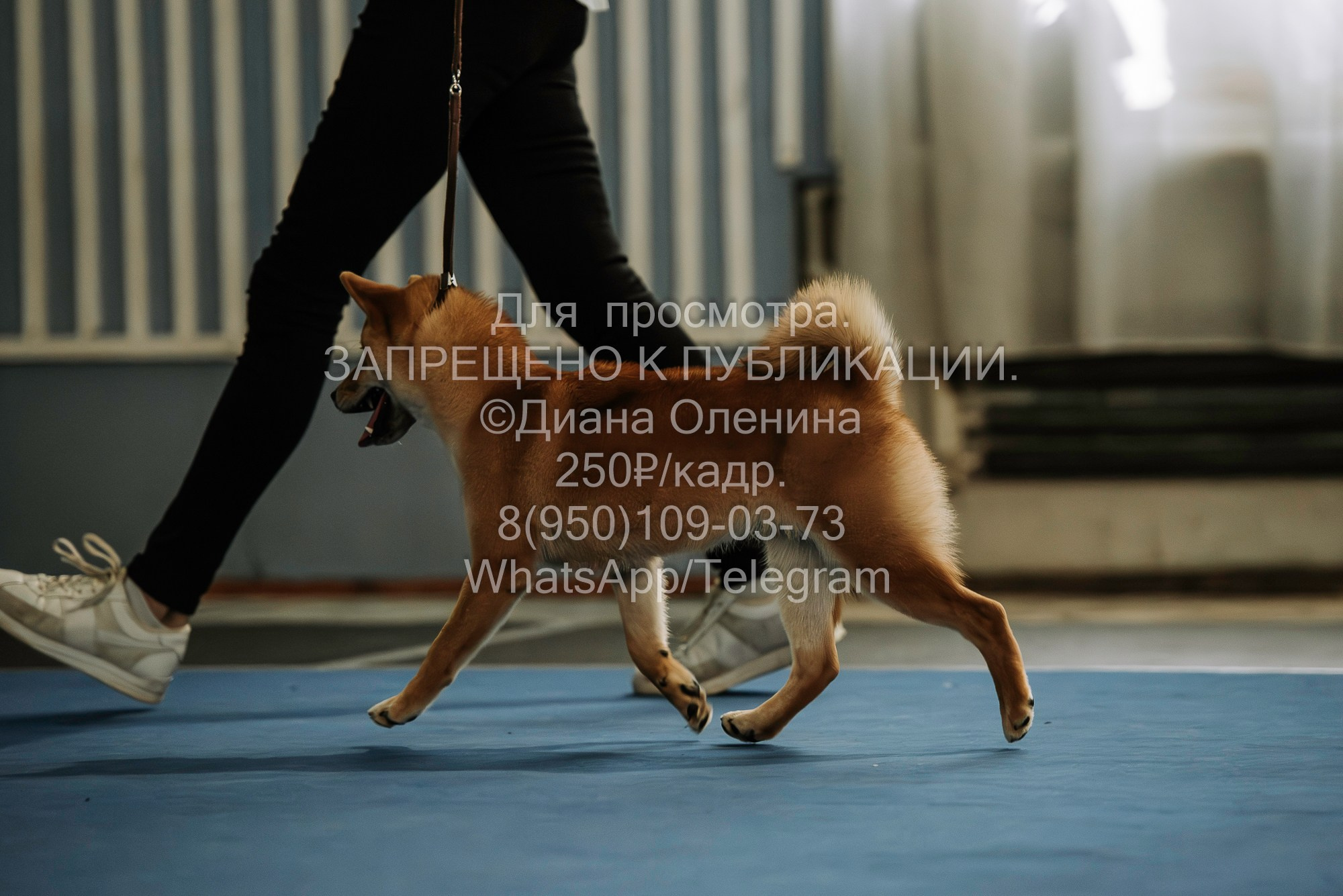 Выставка собак Красноярск 29.10.2023. Фотограф Диана Оленина Красноярск / Братск