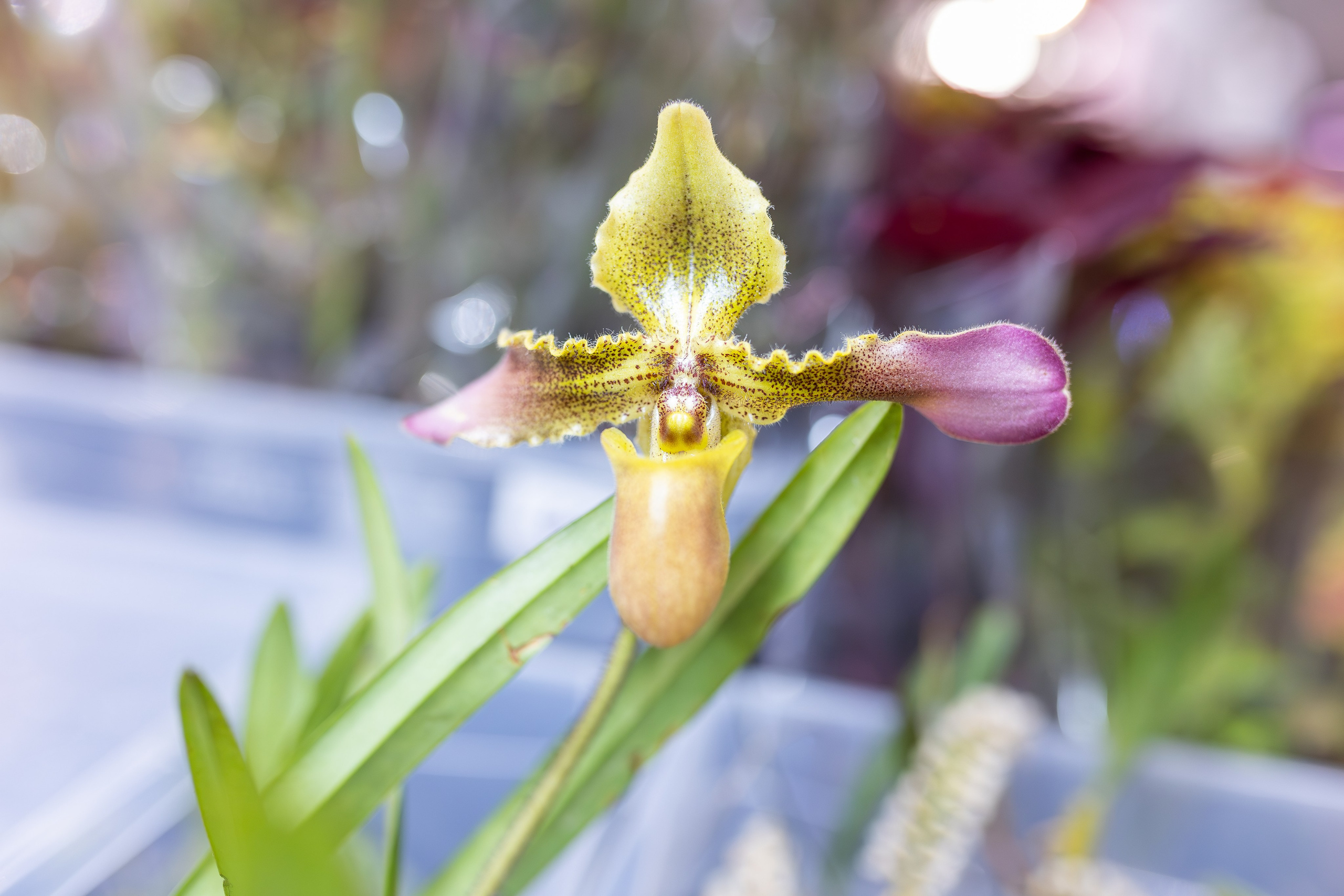 Монстериум апрель 2026. Александра Куликова фотограф, Москва