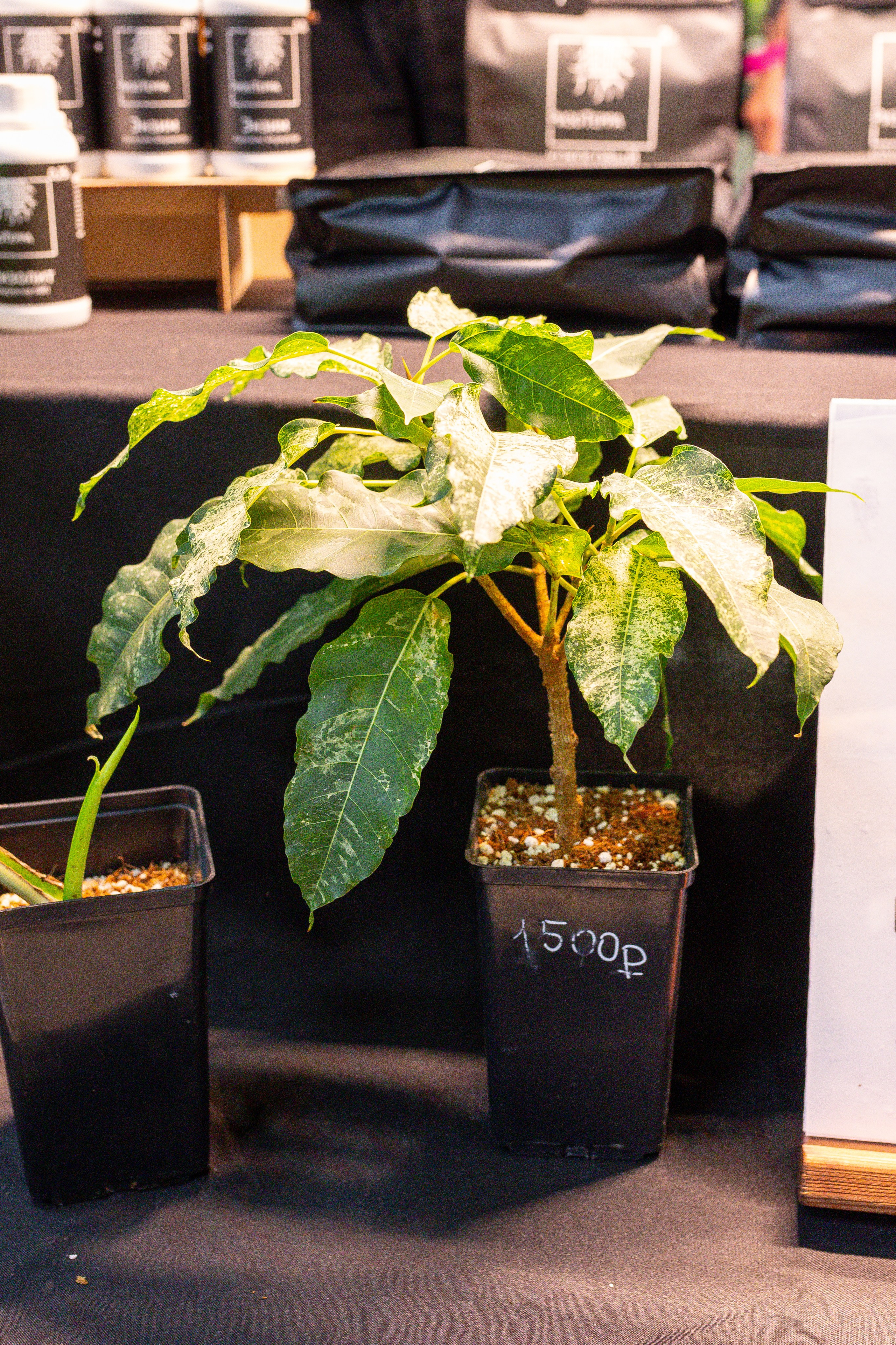 Монстериум 11–12 октября. Александра Куликова фотограф, Москва