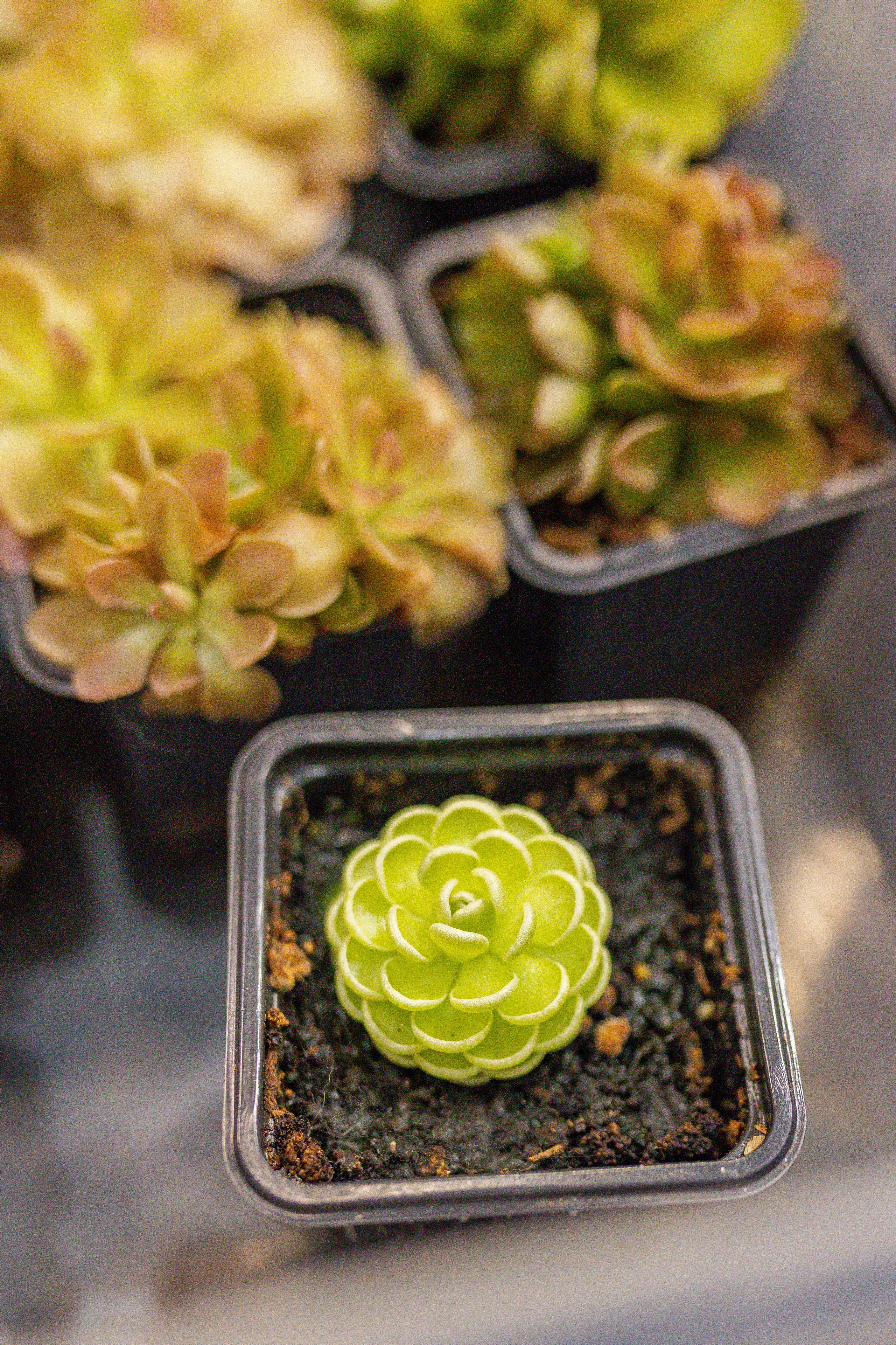 Монстериум апрель 2026. Александра Куликова фотограф, Москва