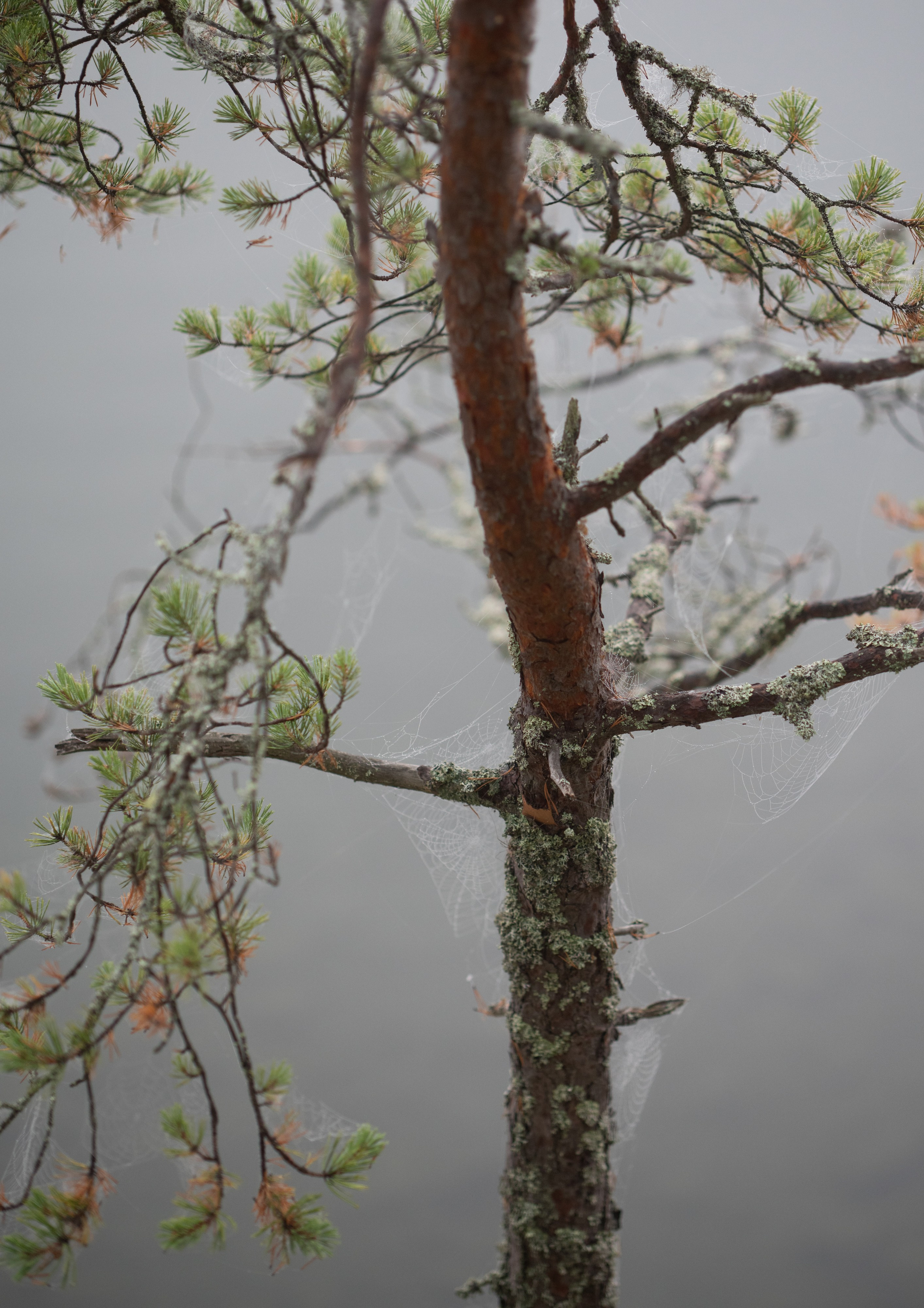Осень на 85DFA*. Портретный фотограф Денис Милютин