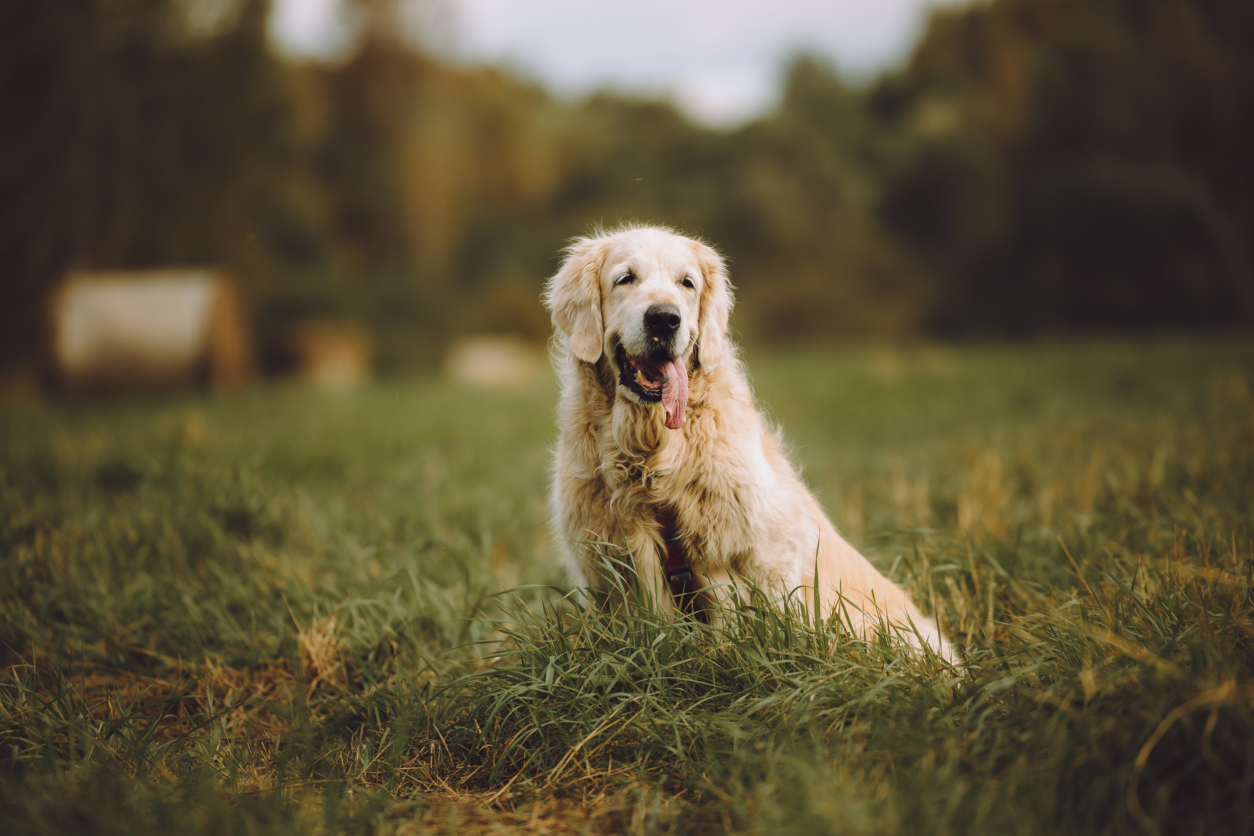 Выездной дог-тренинг от школы «Шерсть имею», Тованово