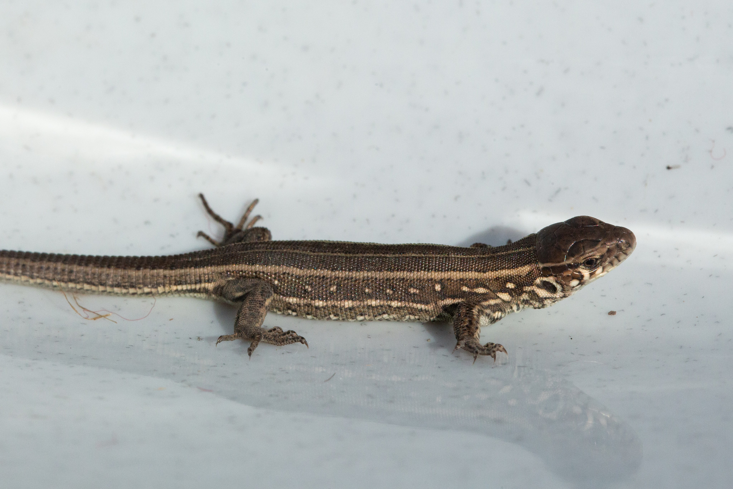 Фото Животных. Студия Максима Белослюдцева