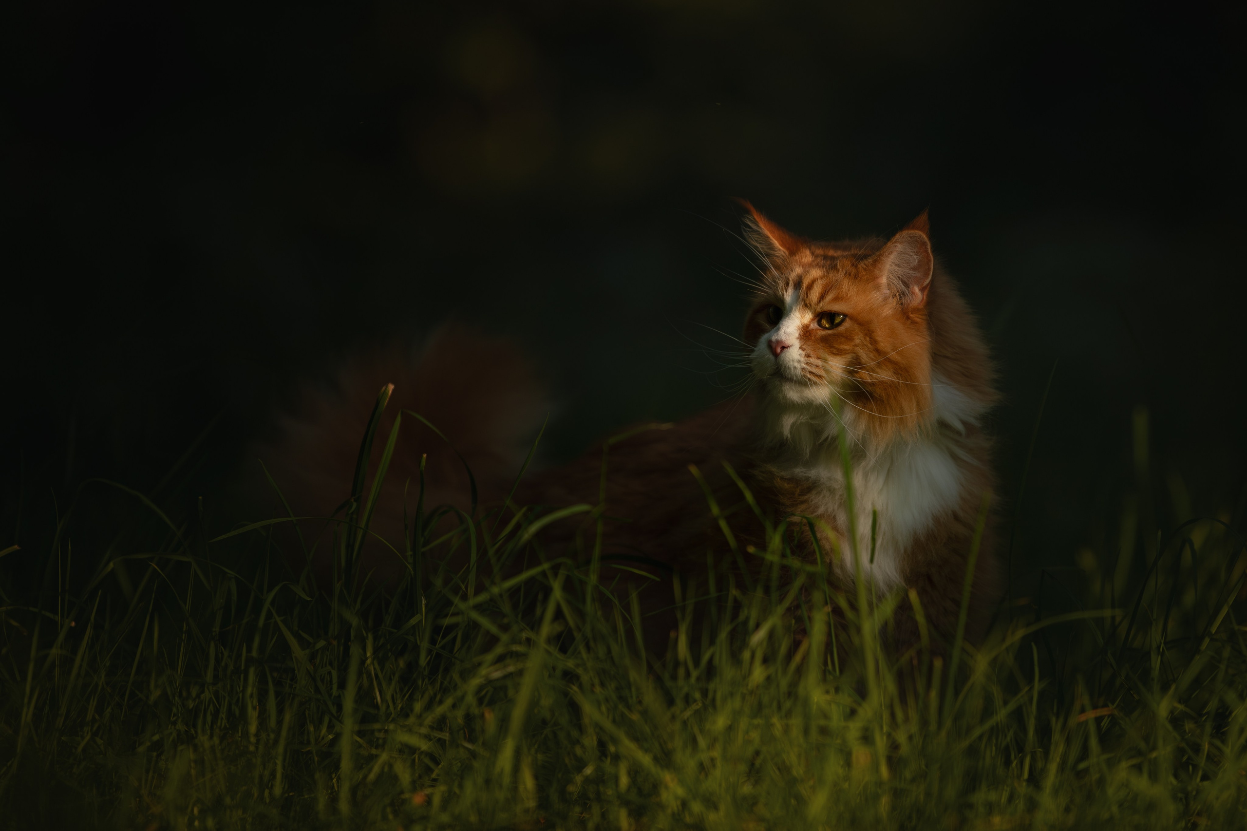 На природе и в городе. Фотограф-анималист в Калуге Мария Шерскова