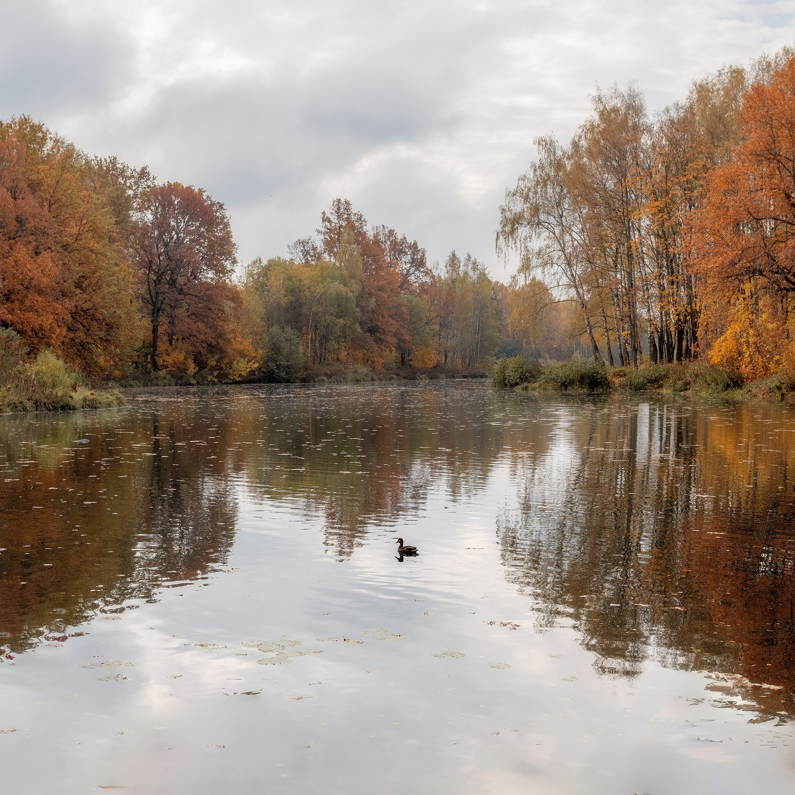 Природа (Осень). Фотограф Мартыненко Дмитрий