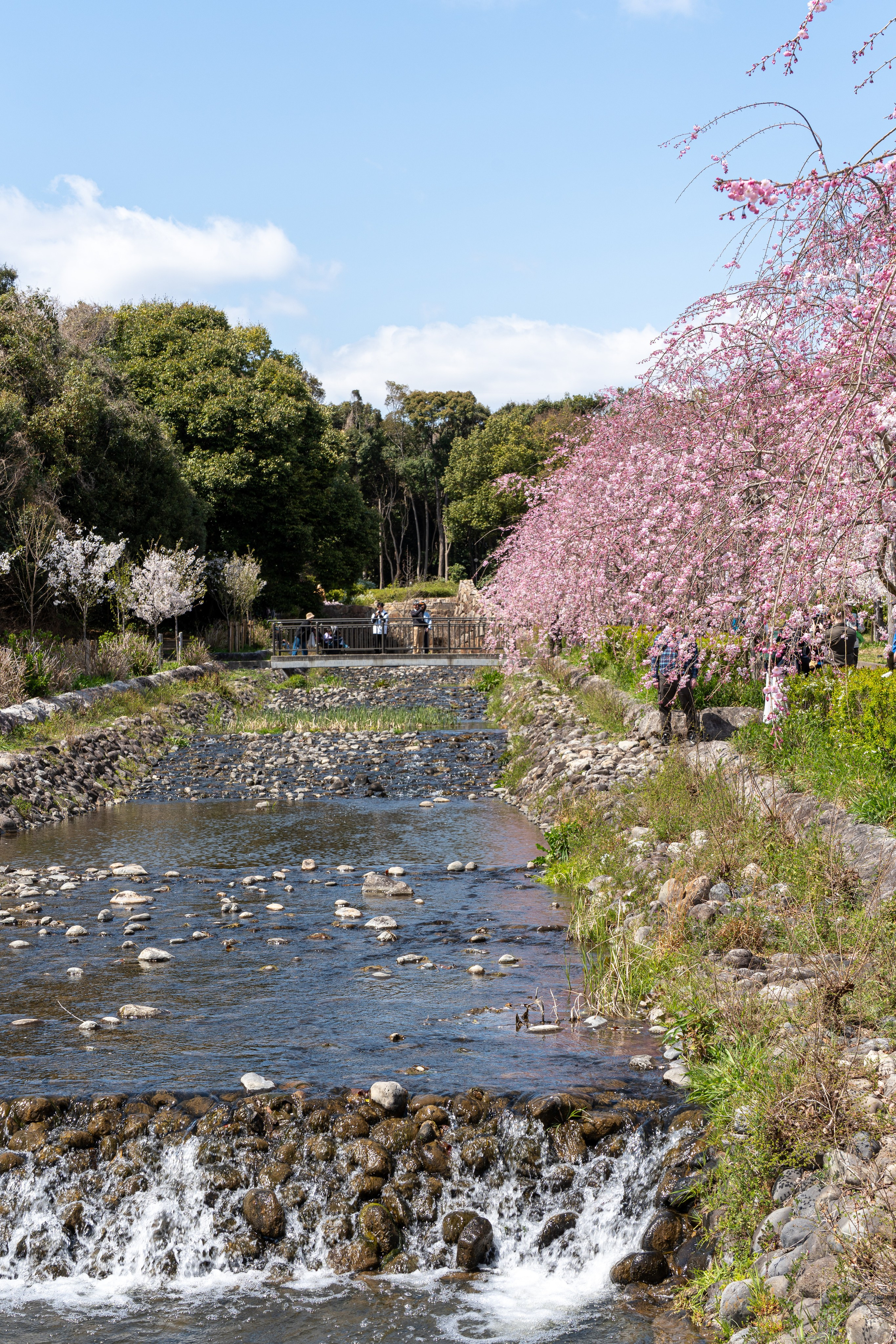 Япония, сакура. Творческие сьемки