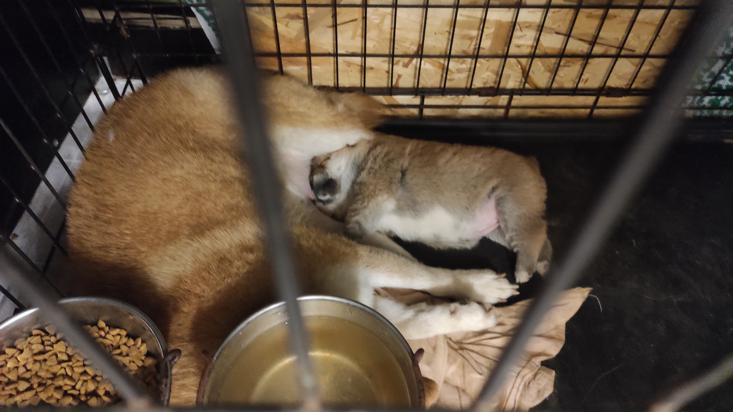 сиба питомник Рубилайт щенки на продажу rubylight  сиба щенки купить СПб Санкт-Петербург 