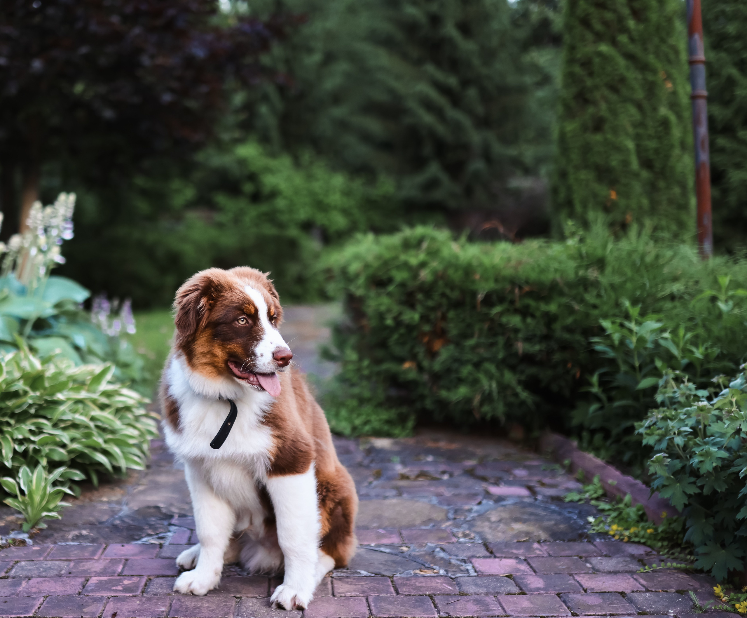 Аусси 2. Фотограф репортажей и стритфотосессий в Москве Людмила Смирнова