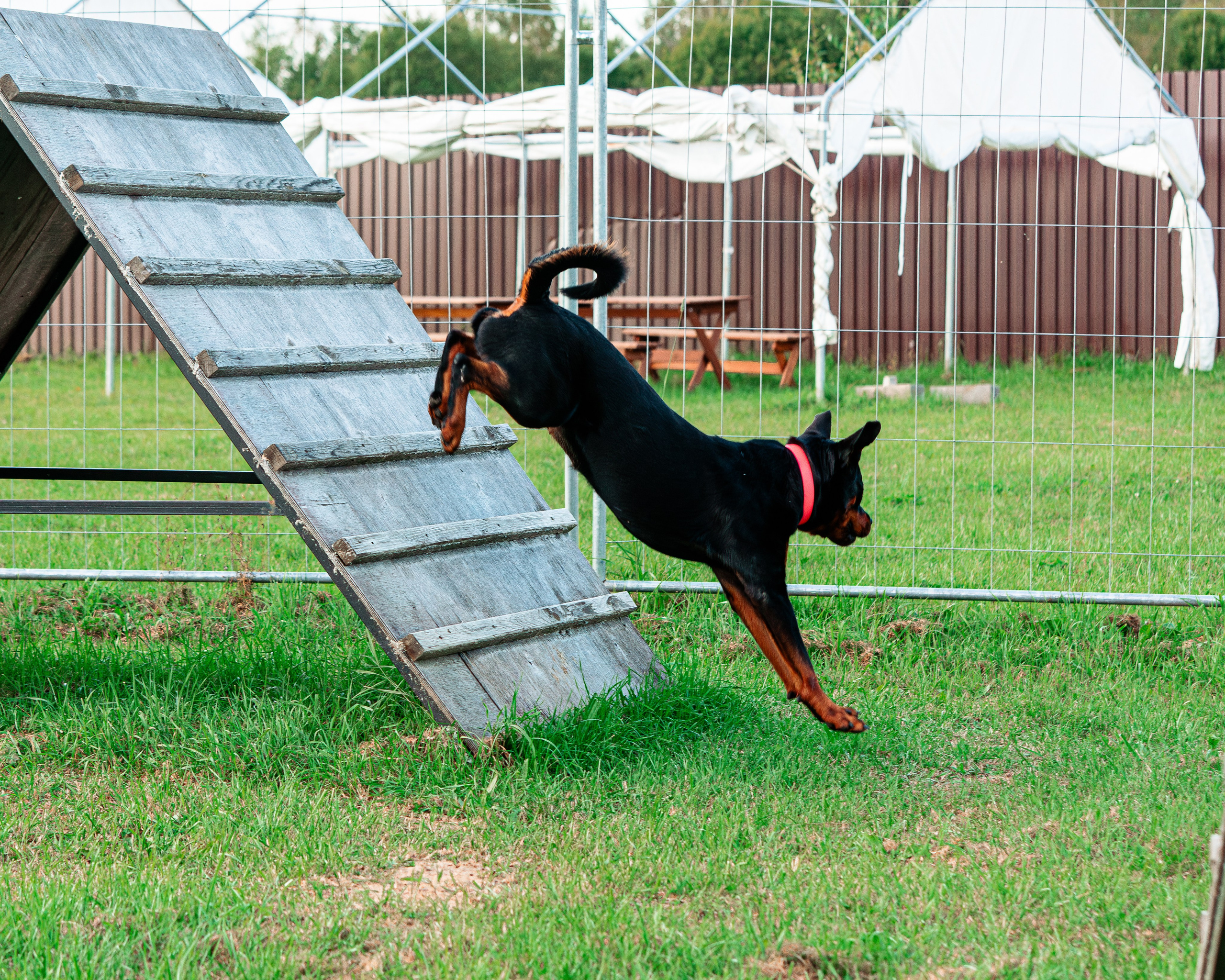Ваш путь к ПОБЕДЕ (ТРЕНИРОВКИ). Фотограф-анималист, семейный фотограф в Москве и Подмосковье. Фотосъёмка кинологических дисциплин