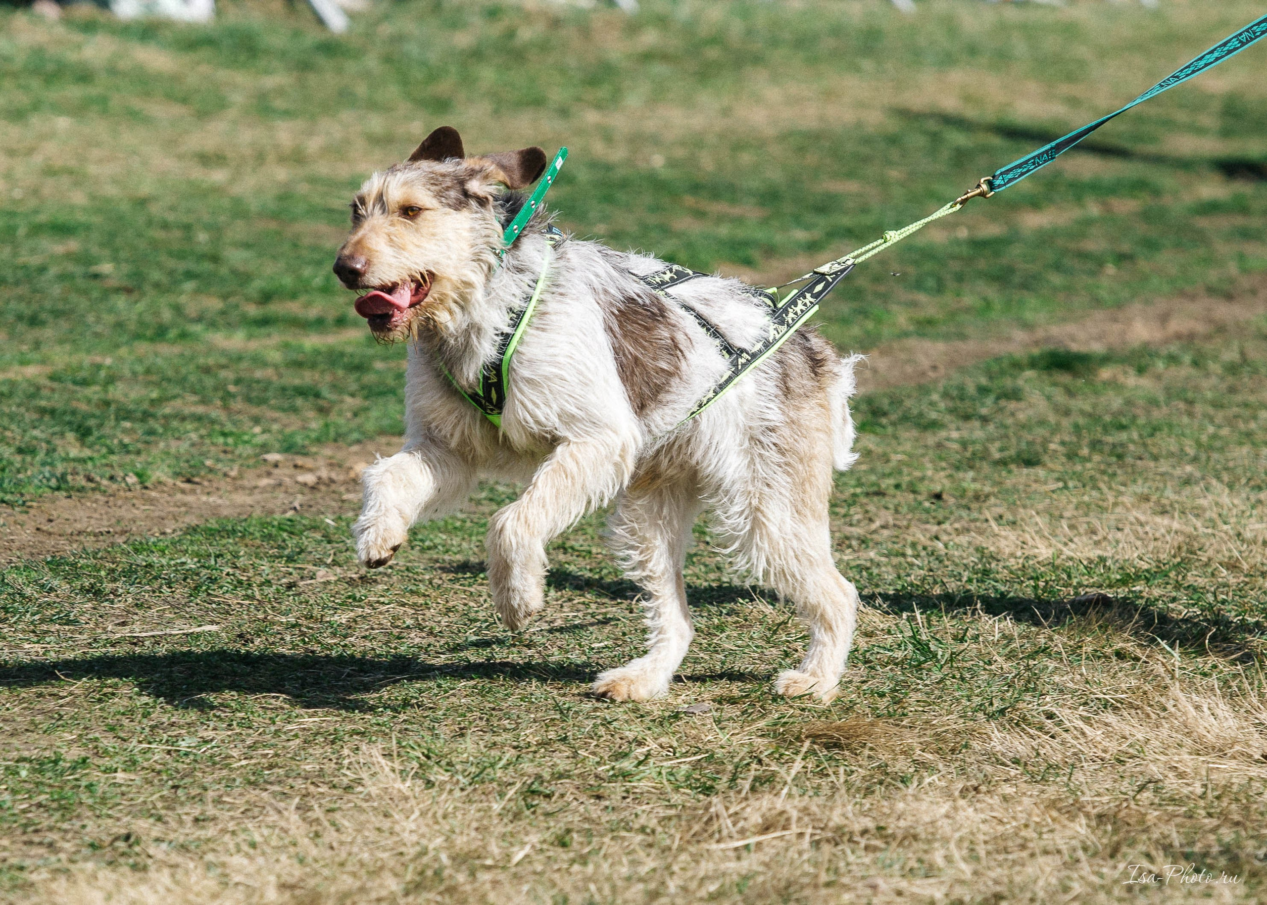 Кросс «Быстрый пёс» 2025. Репортажный фотограф в Москве