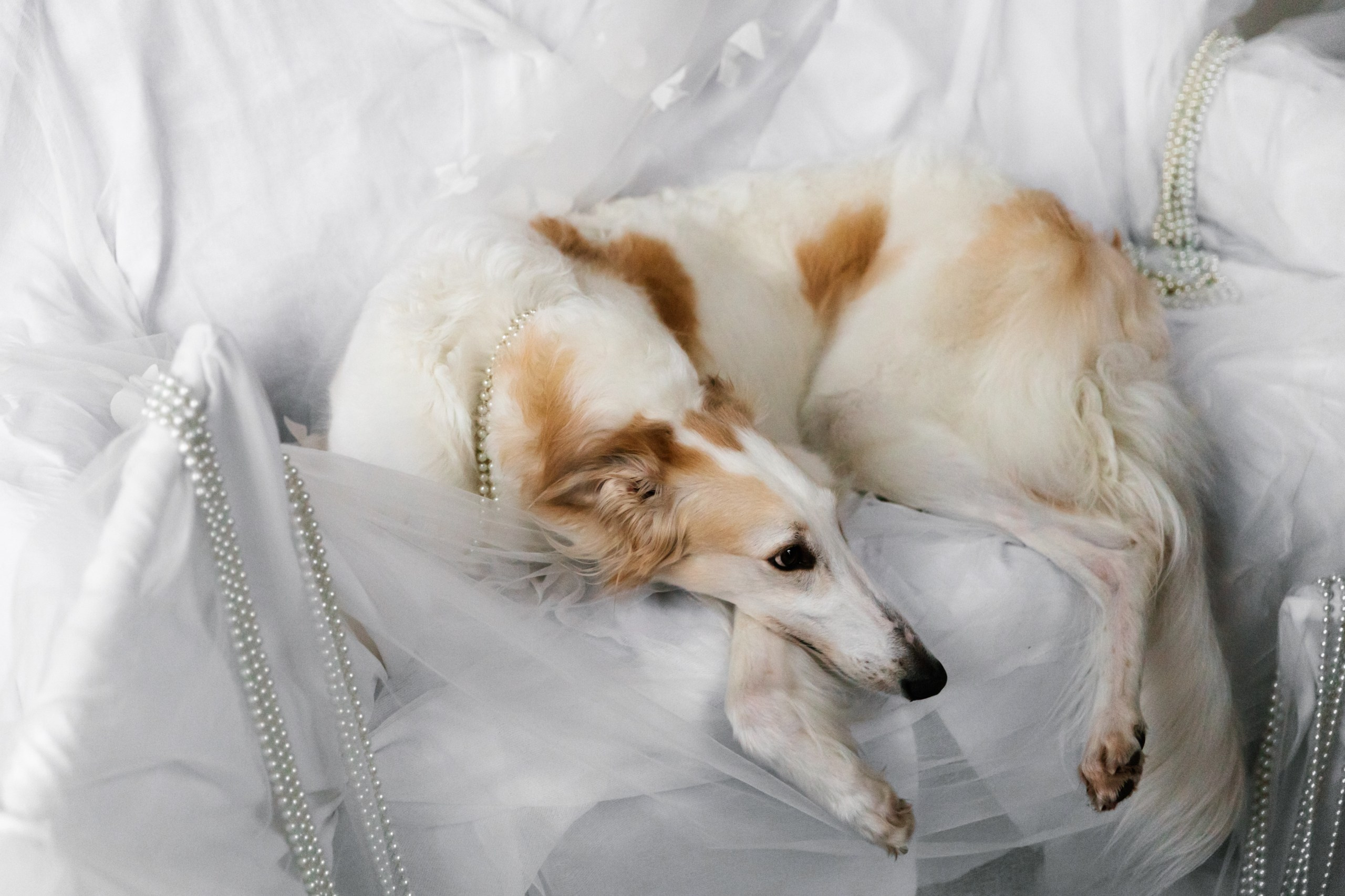 Как из пабликов. Свадебный фотограф Марьям Сайфулина г. Красноярск