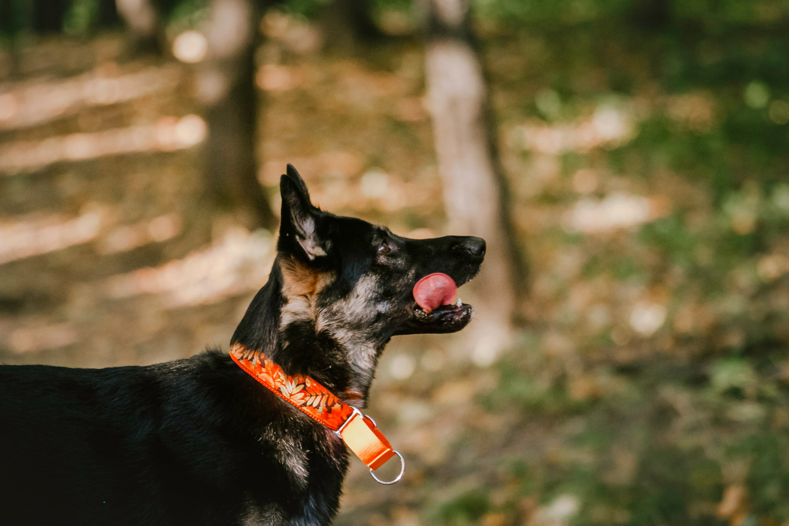 Илай. Фотограф-анималист Татьяна Степанова