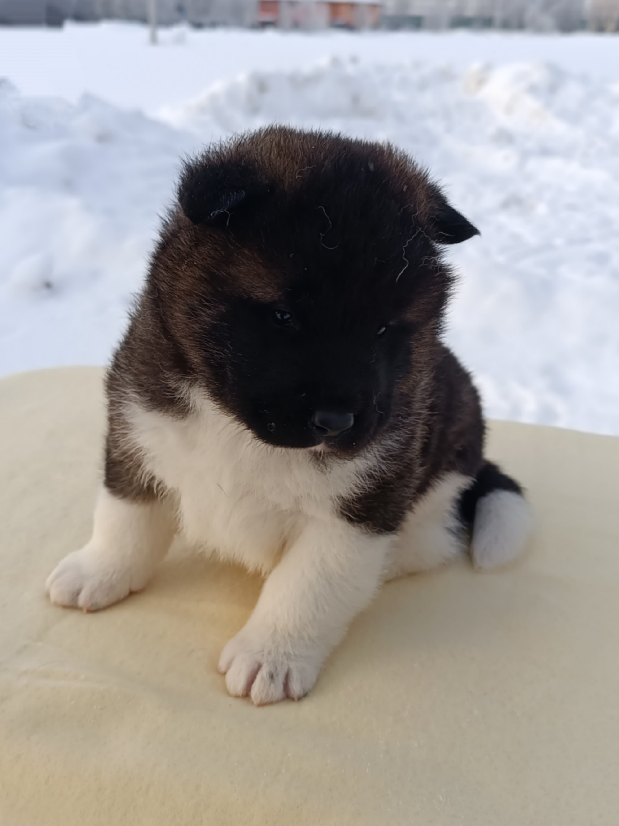 Rubylight Ctsar'. Американская акита I Сиба ину I Питомник RUBYLIGHT