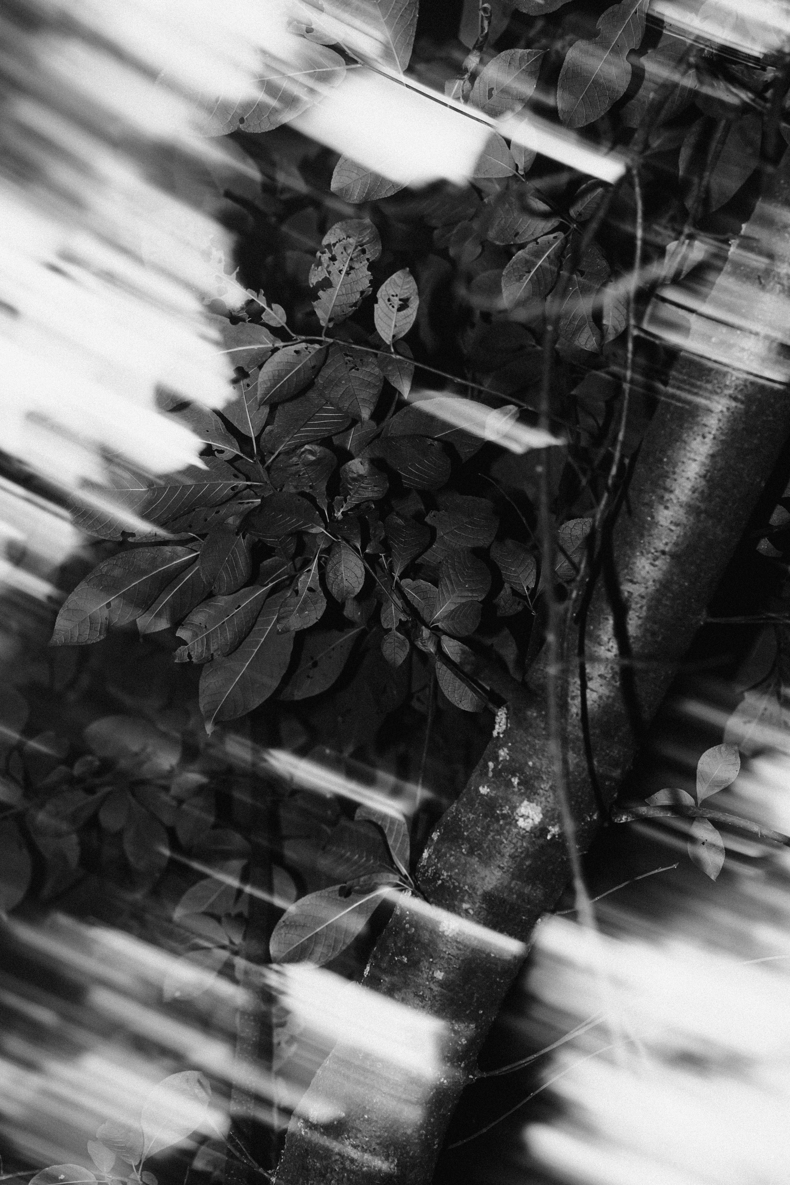 Лес. Veronika Popadeikina Photographer