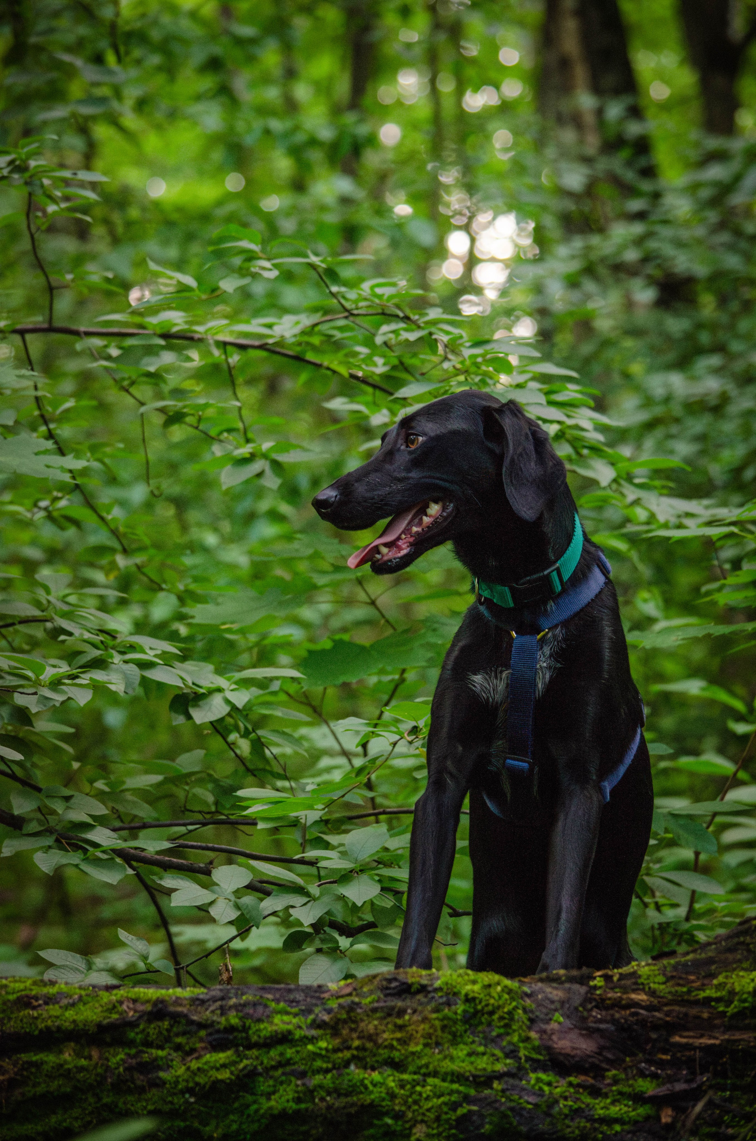 Мира и Барон. Фотограф Светлана Блинова, Москва и Московская область