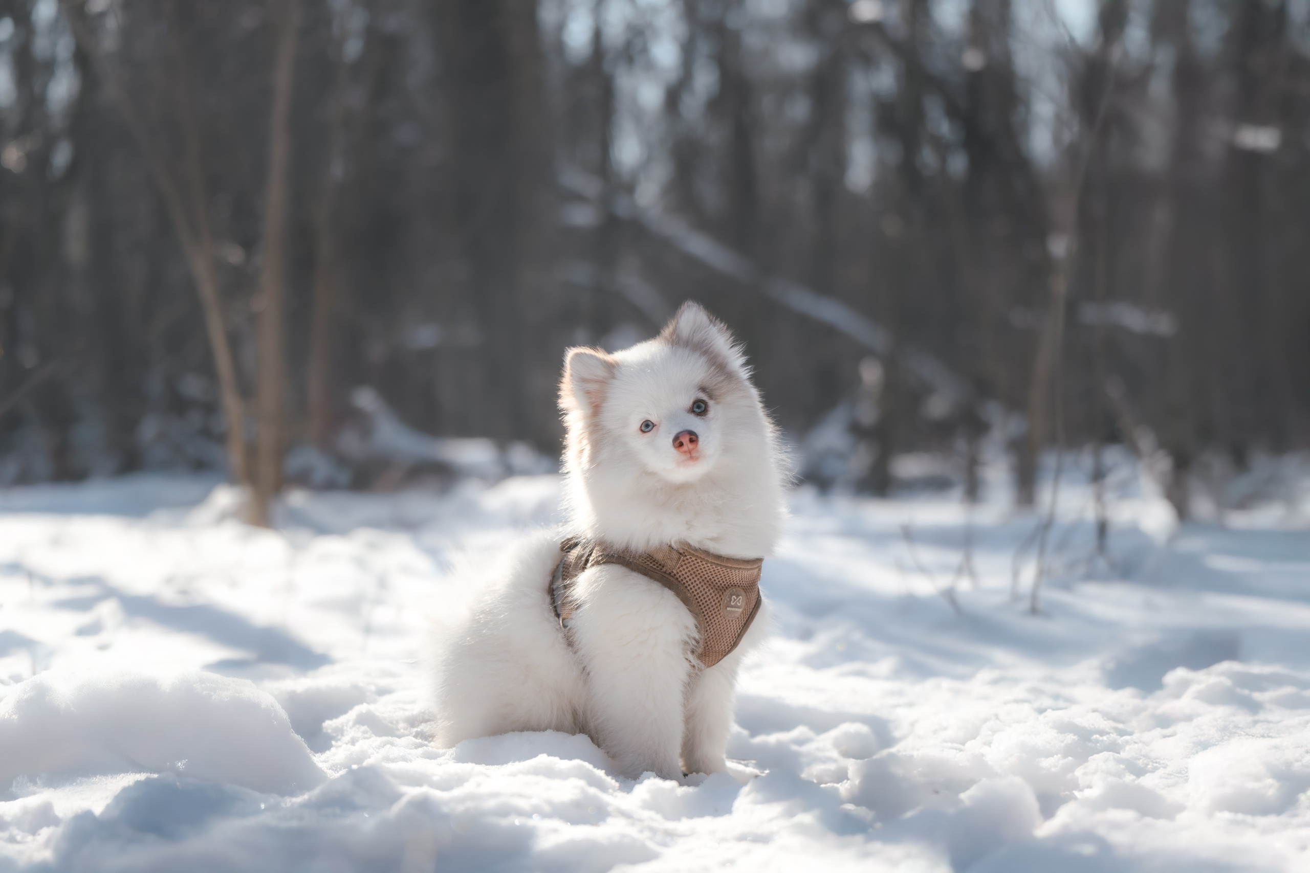 4 щенка помски. Прогулка в лесу. Фотограф Анималист в Москве Анастасия Жучкова
