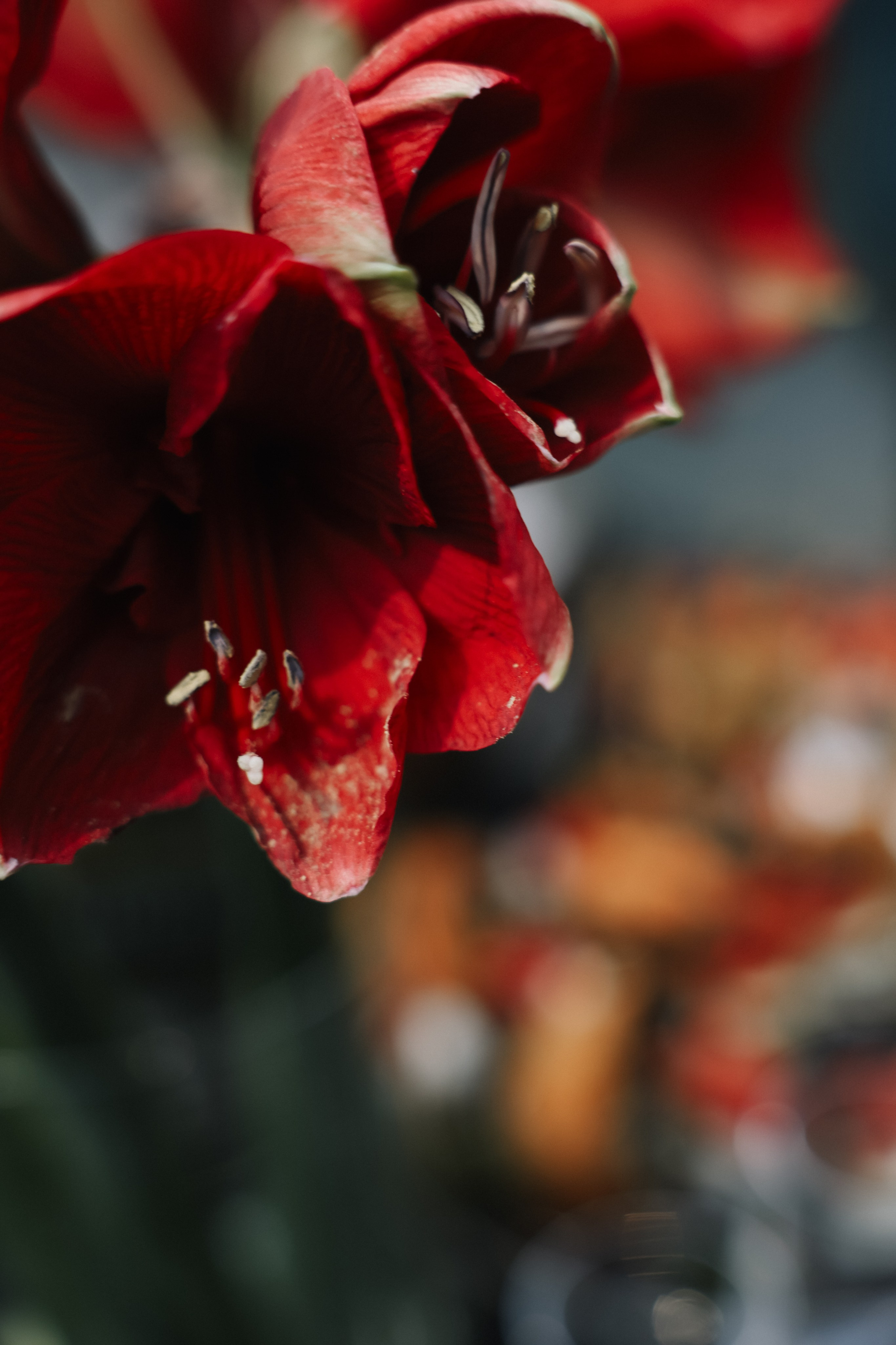 DENIS & ELIZAVETA Барвиха. Kharchenkotatianaweddingphoto