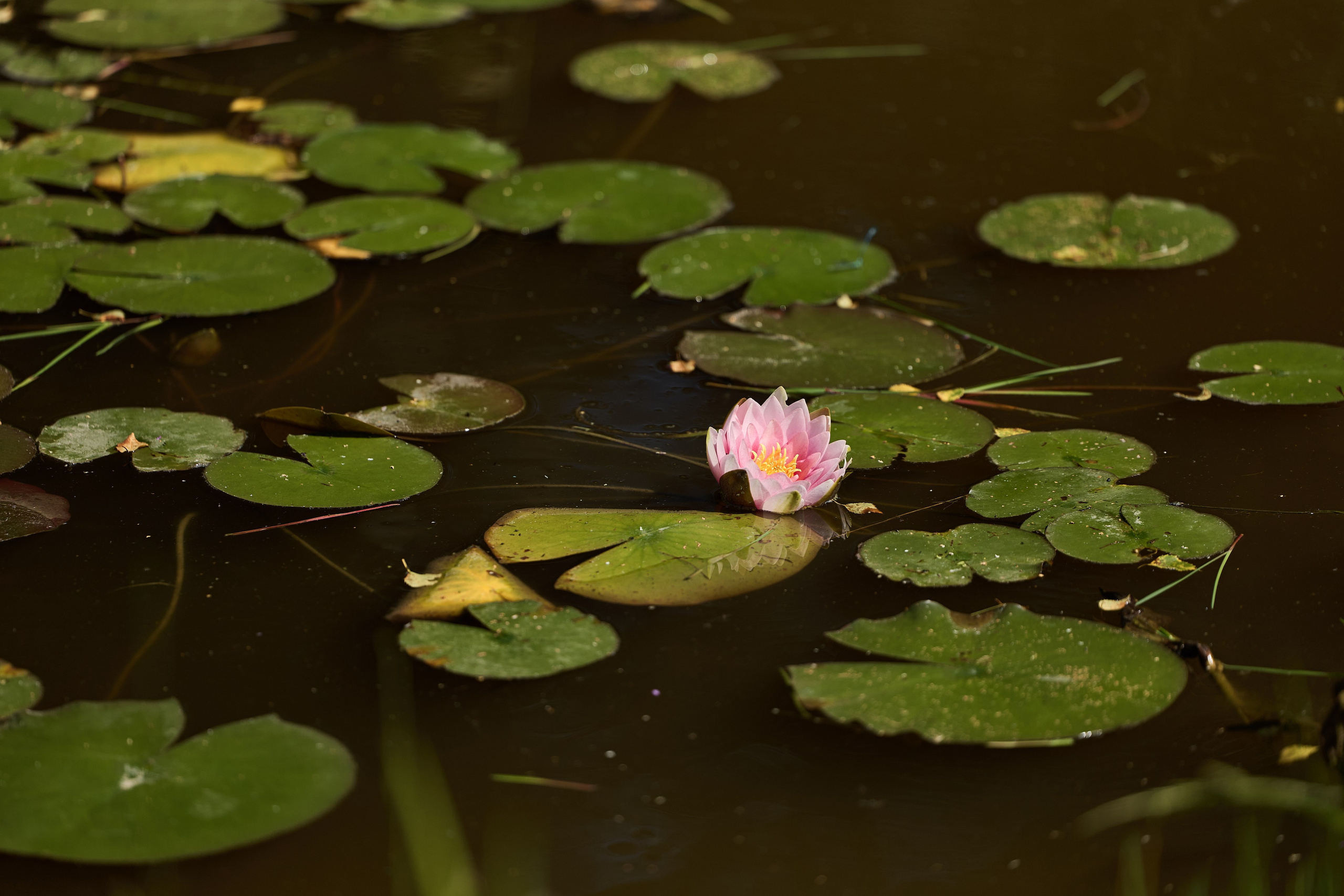 Roman & Julia Green House. Kharchenkotatianaweddingphoto