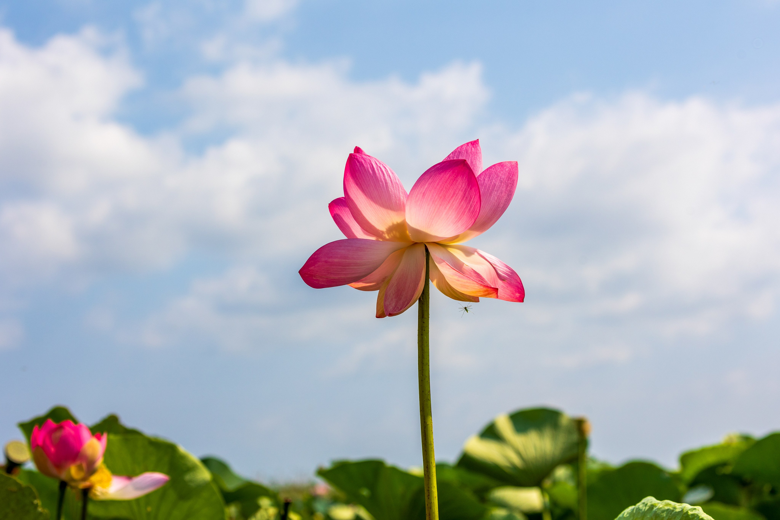 ЛОТОСЫ. Фотограф Владимир Роля