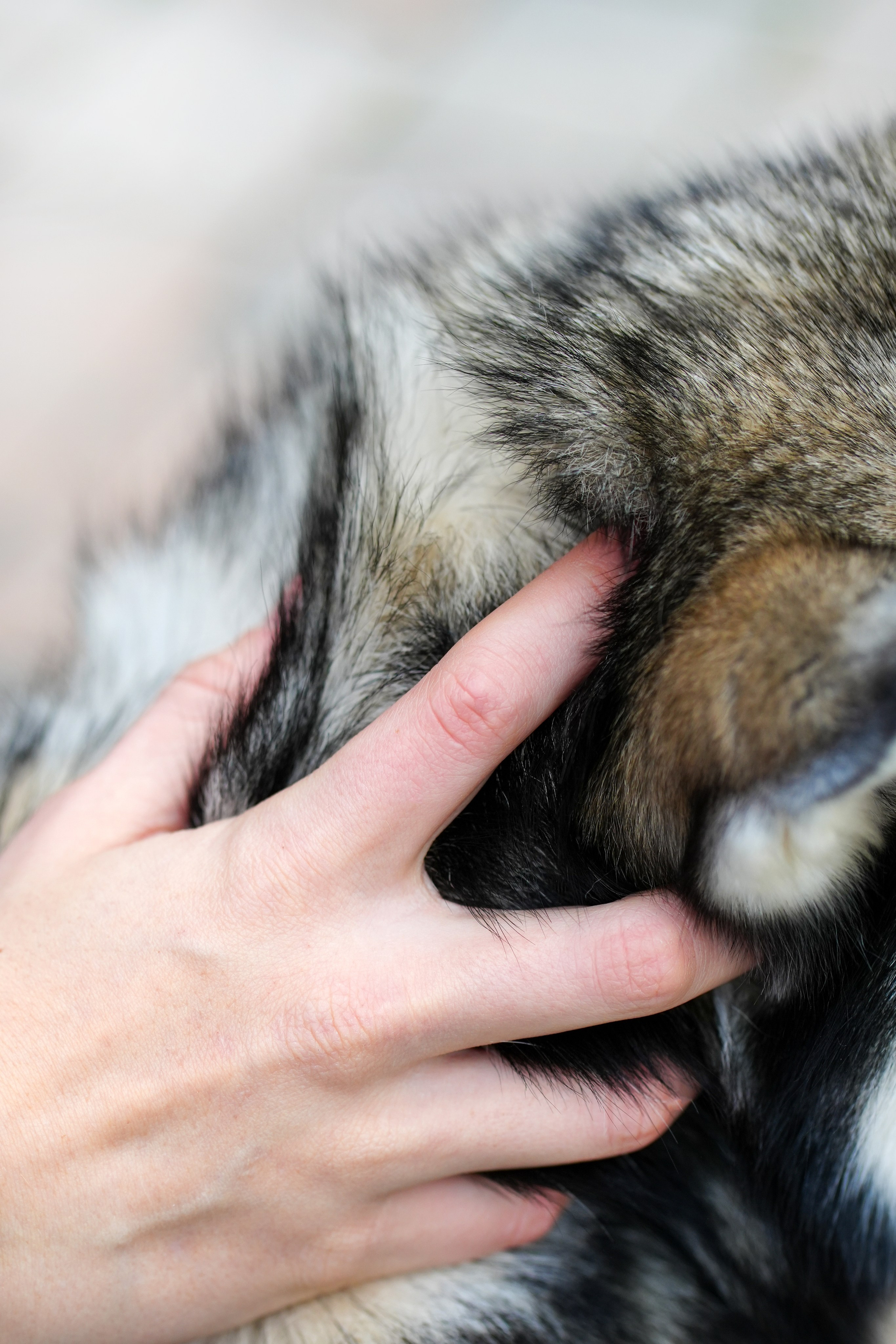 Хаски. Фотосъемка девушки с собакой. Фотосессия с собакой. Фотограф анималист. Лав-стори